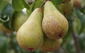 Fruits: Pears, Concorde