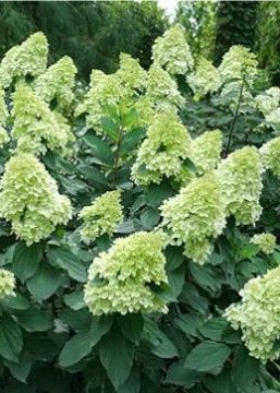 HYDRANGEA paniculata Limelight