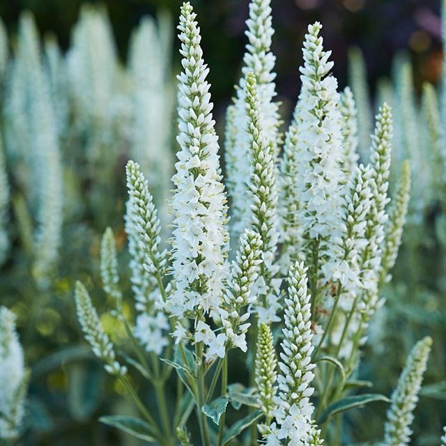 VERONICA spicata Snow Candles