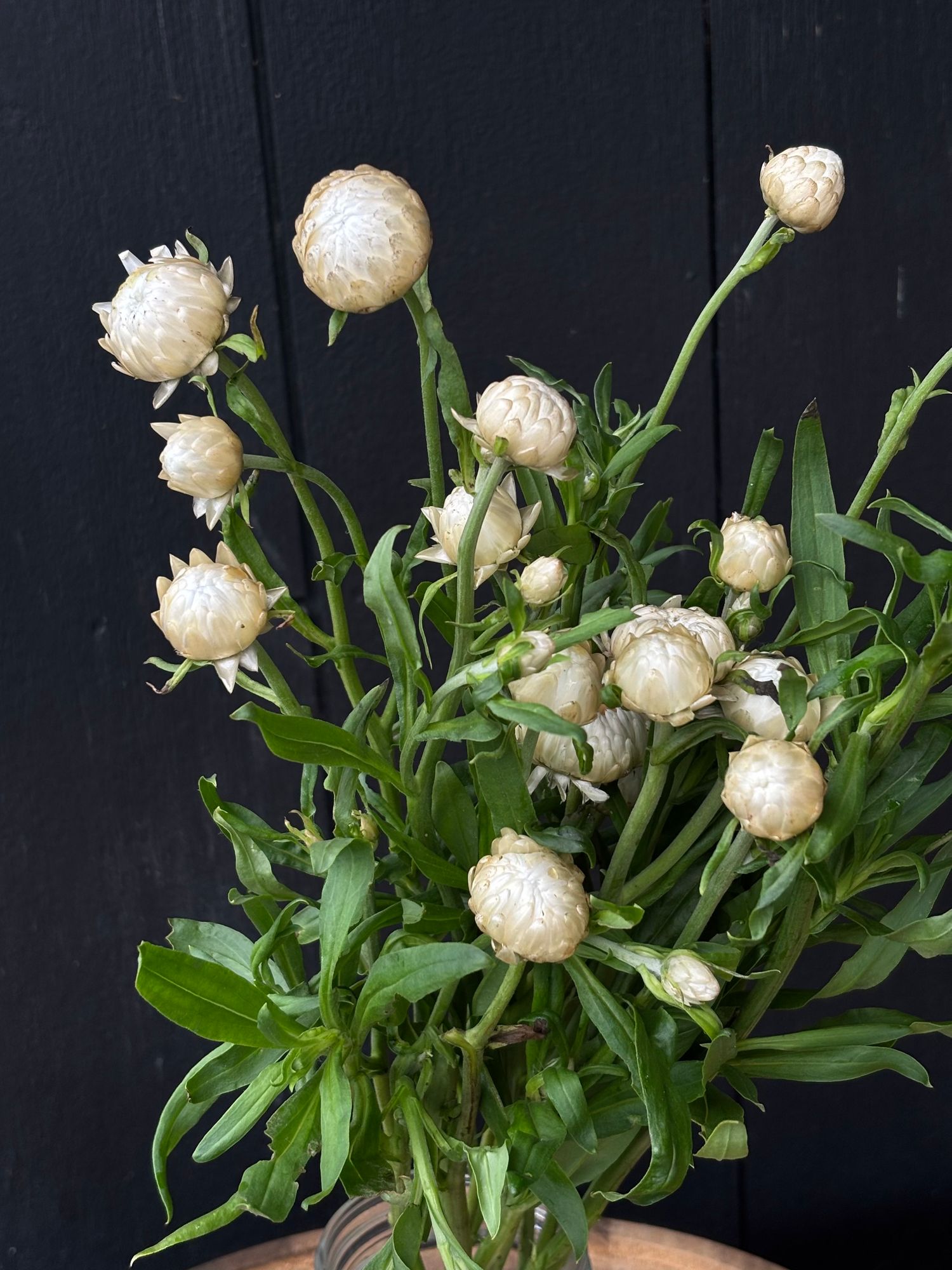 XEROCHRYSUM bracteatum Vintage White