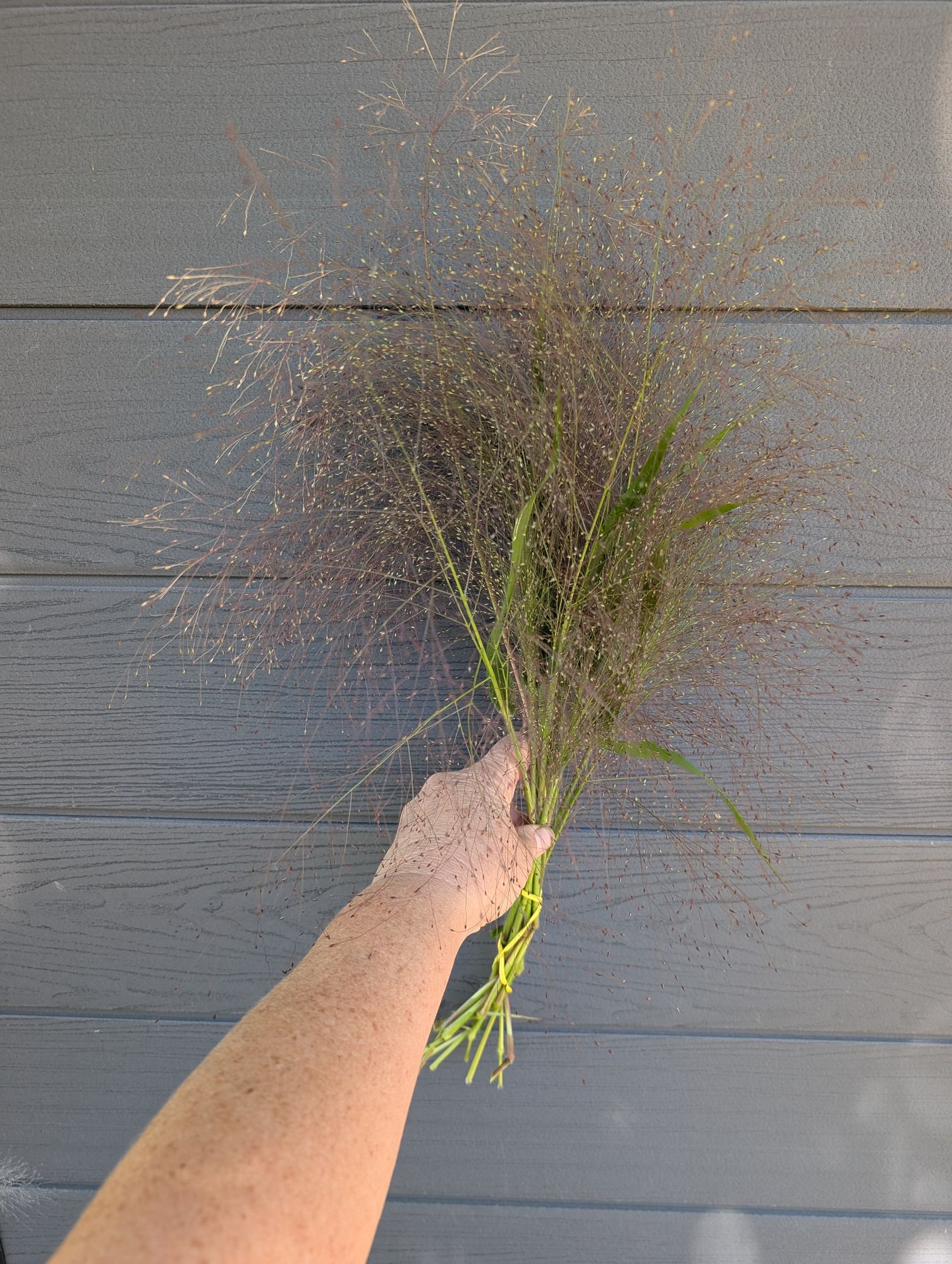 PANICUM elegans
