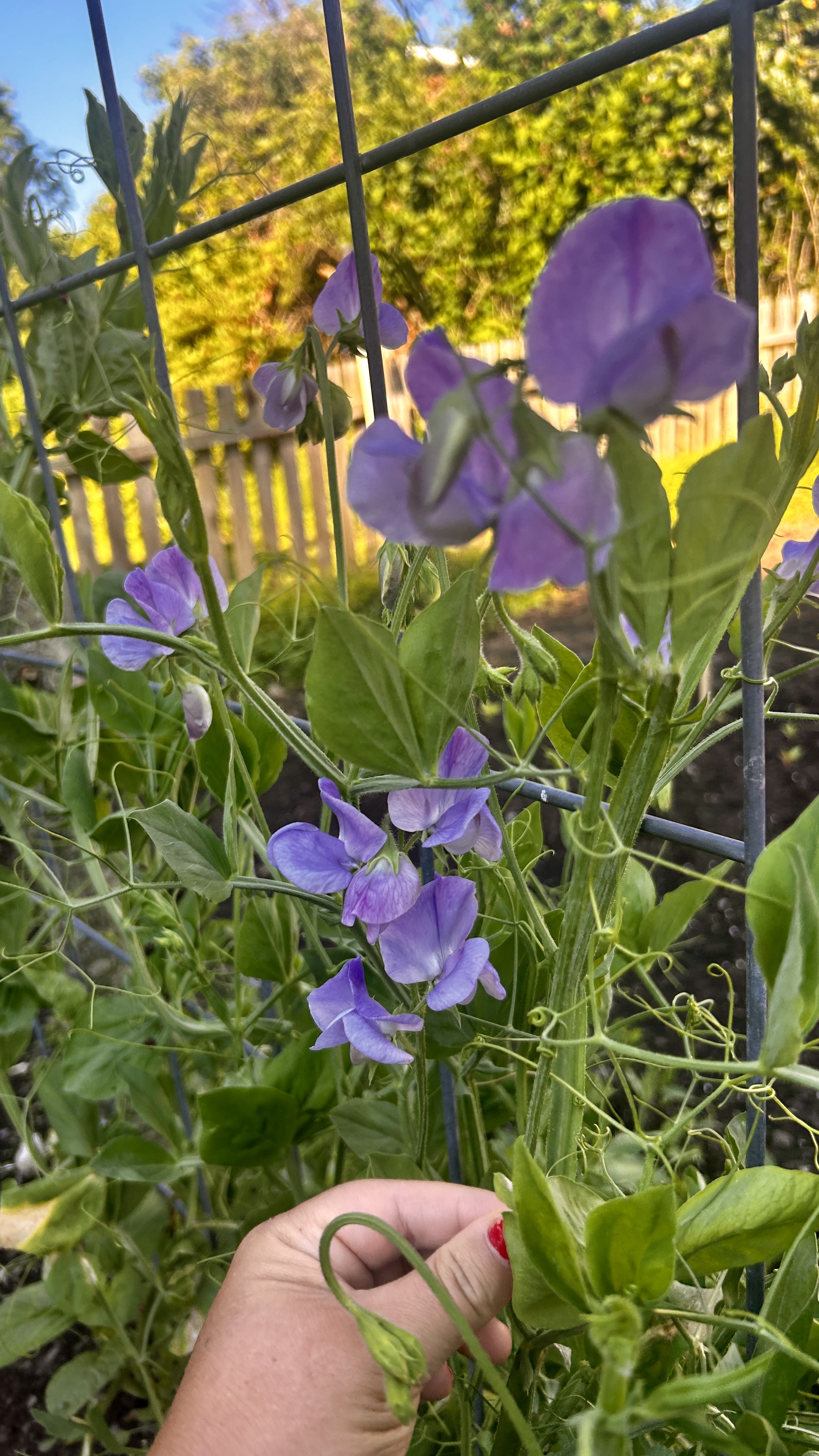LATHYRUS odoratus