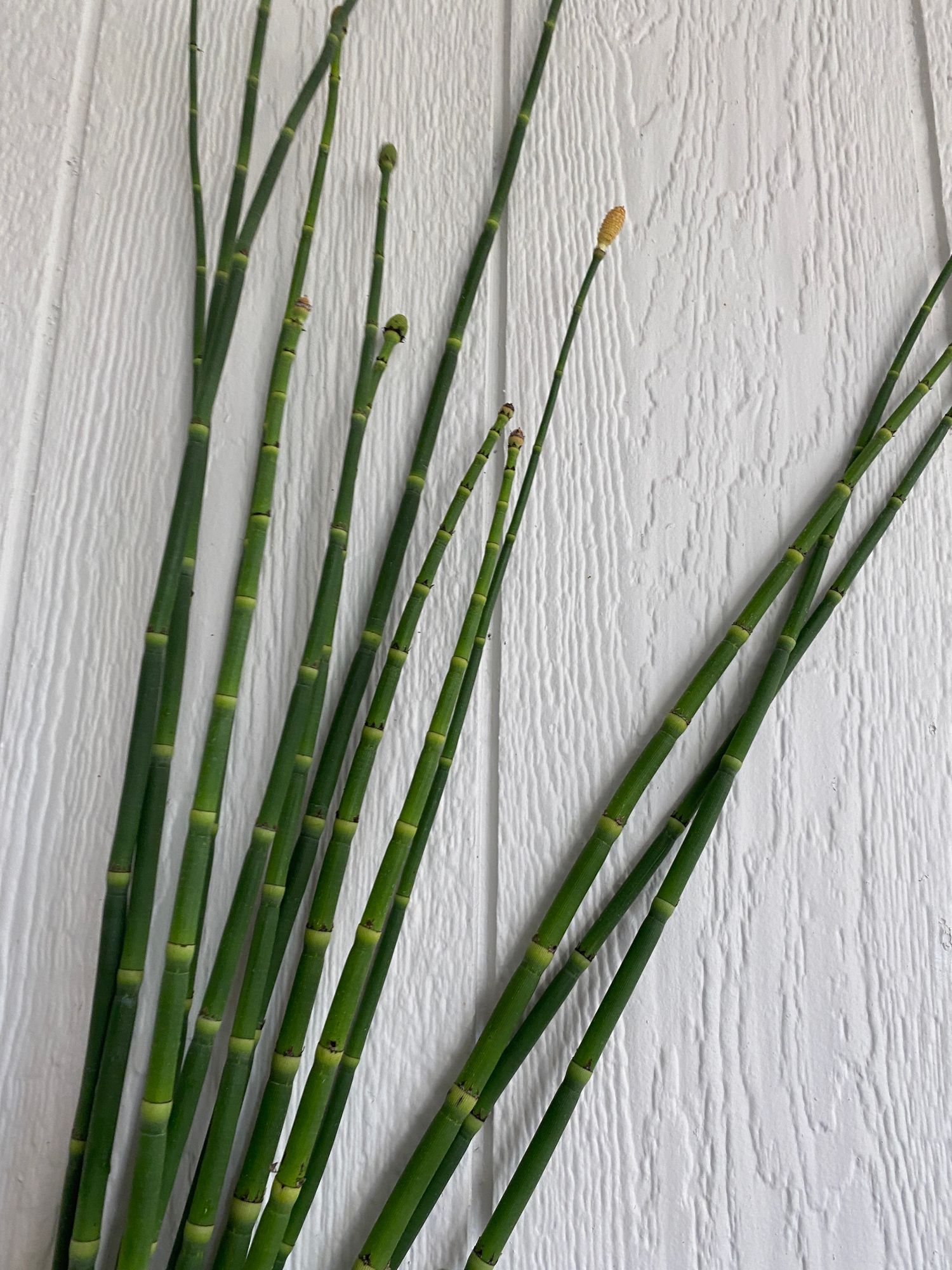 EQUISETUM