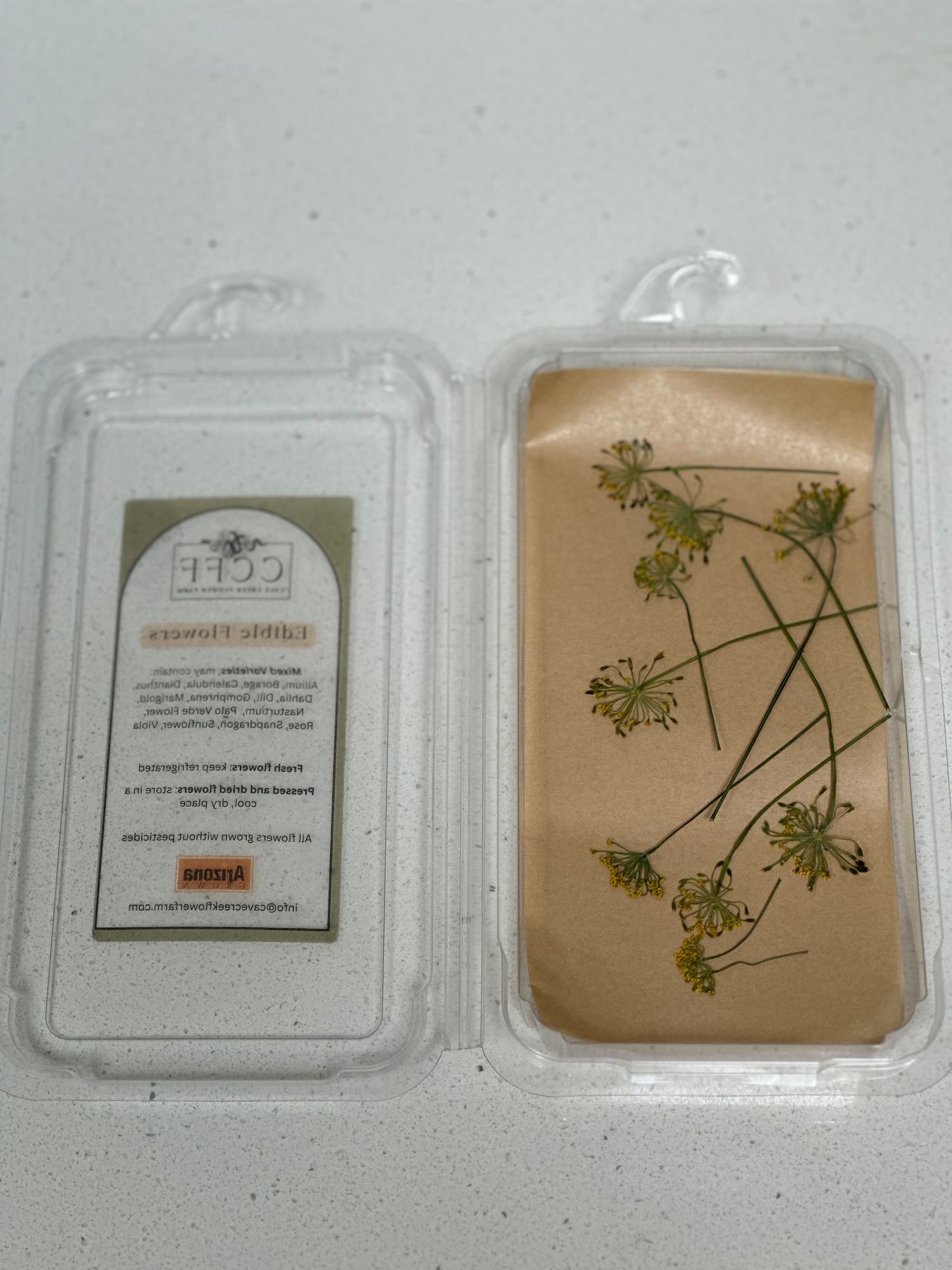 ANETHUM graveolens