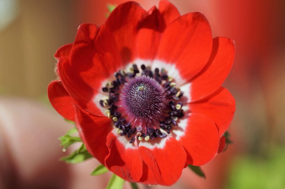 ANEMONE coronaria Jerusalem
