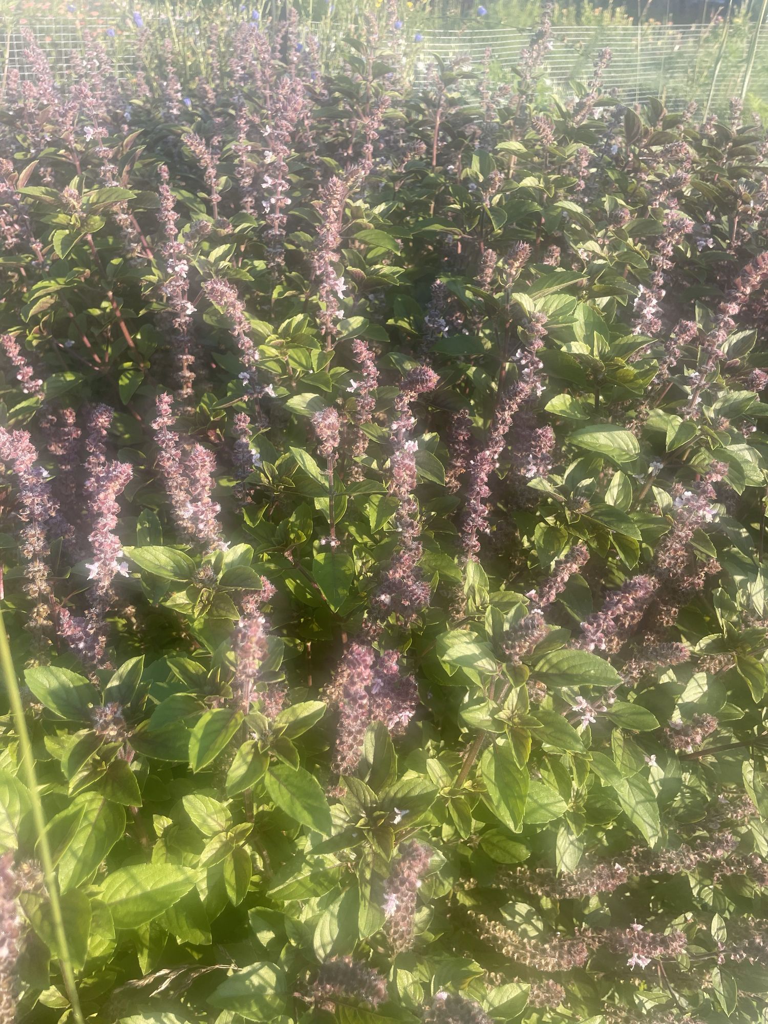 OCIMUM kilimandscharicum x basilicum