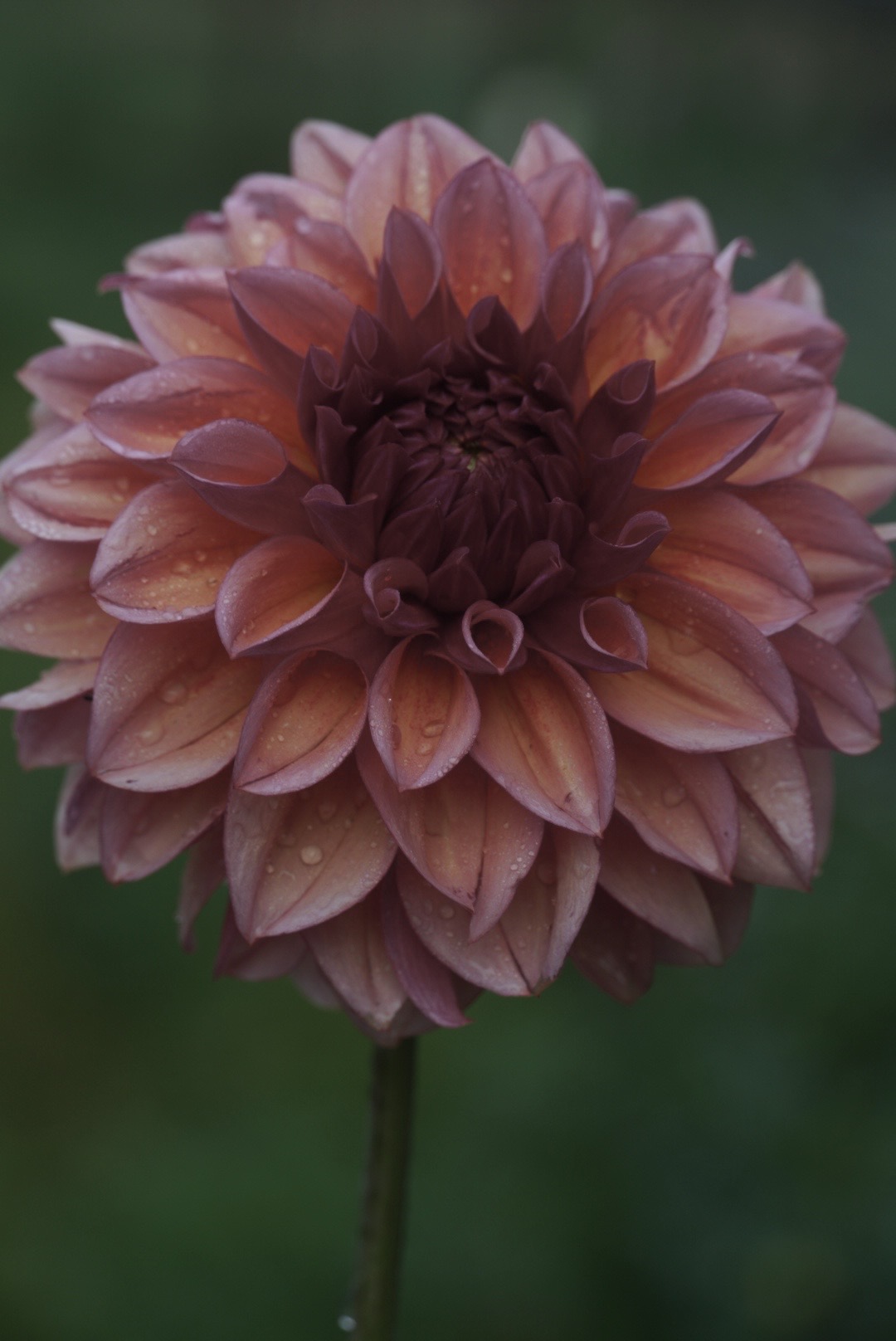 DAHLIA