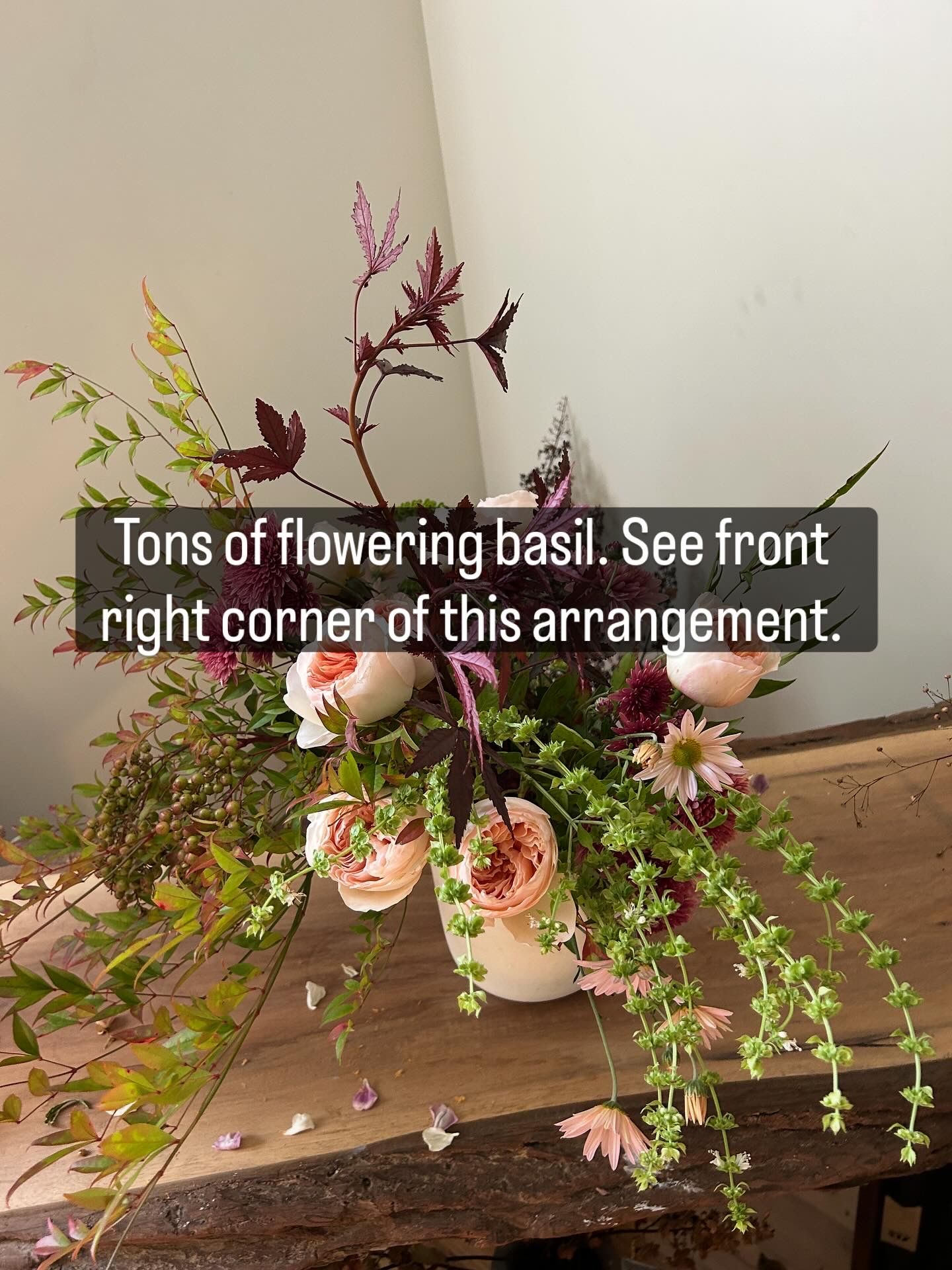 OCIMUM basilicum Prospera