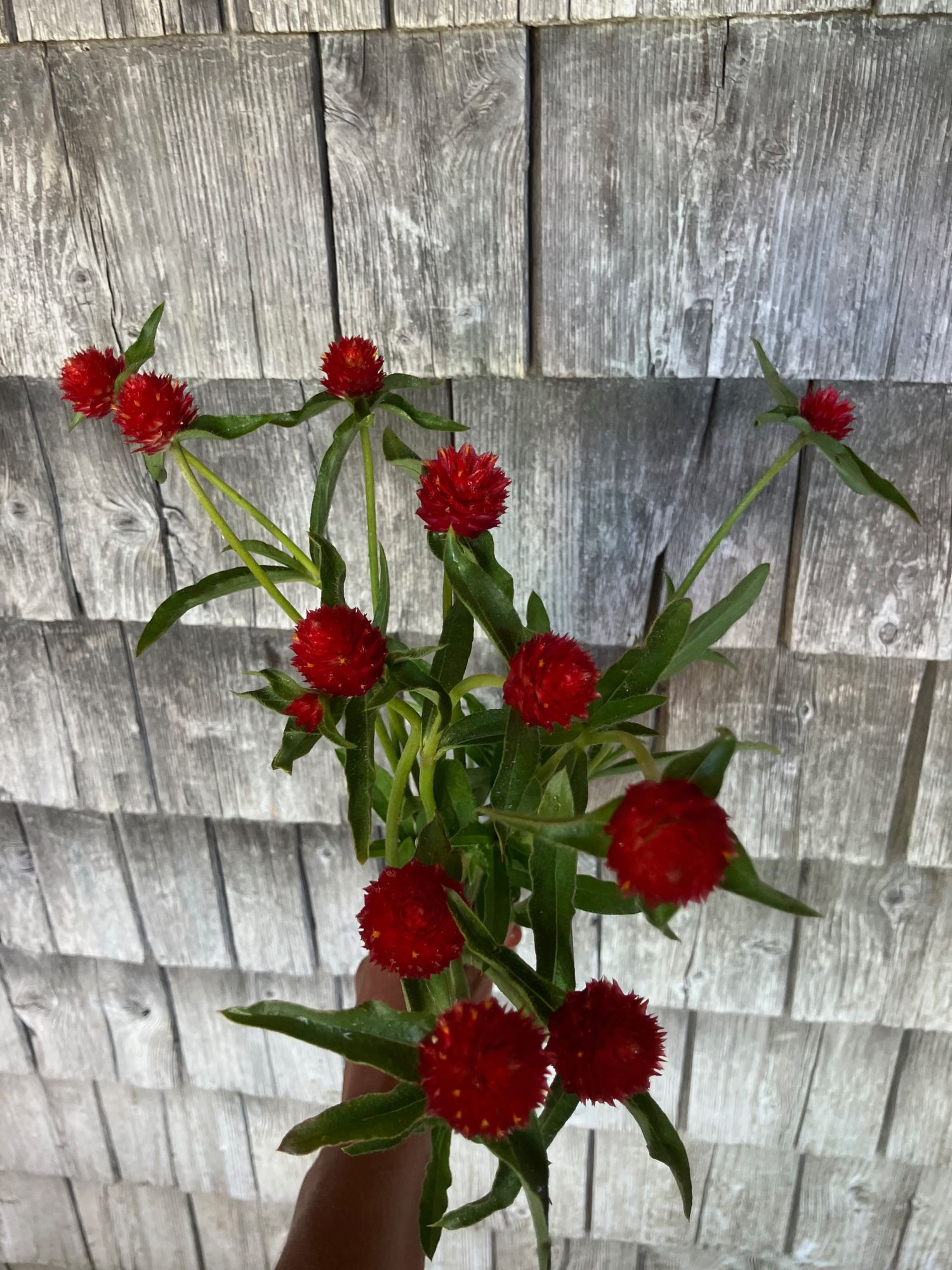 GOMPHRENA haageana Strawberry Fields