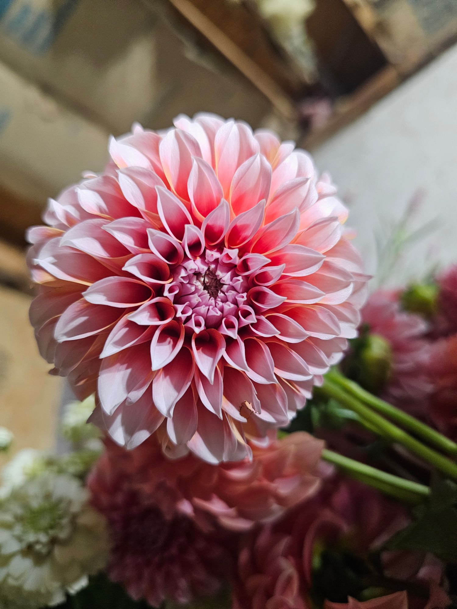 DAHLIA Peaches n Cream