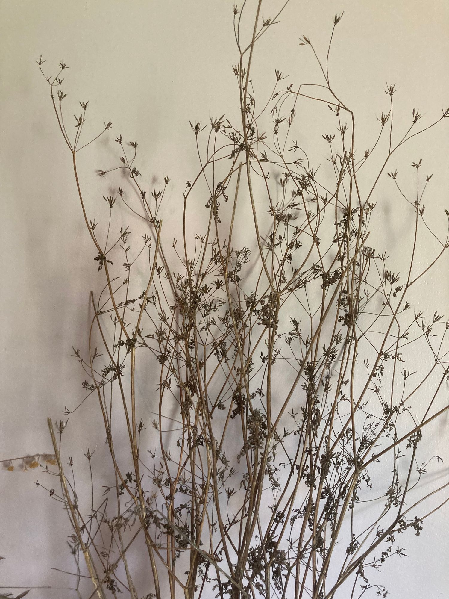 ORNAMENTAL GRASS