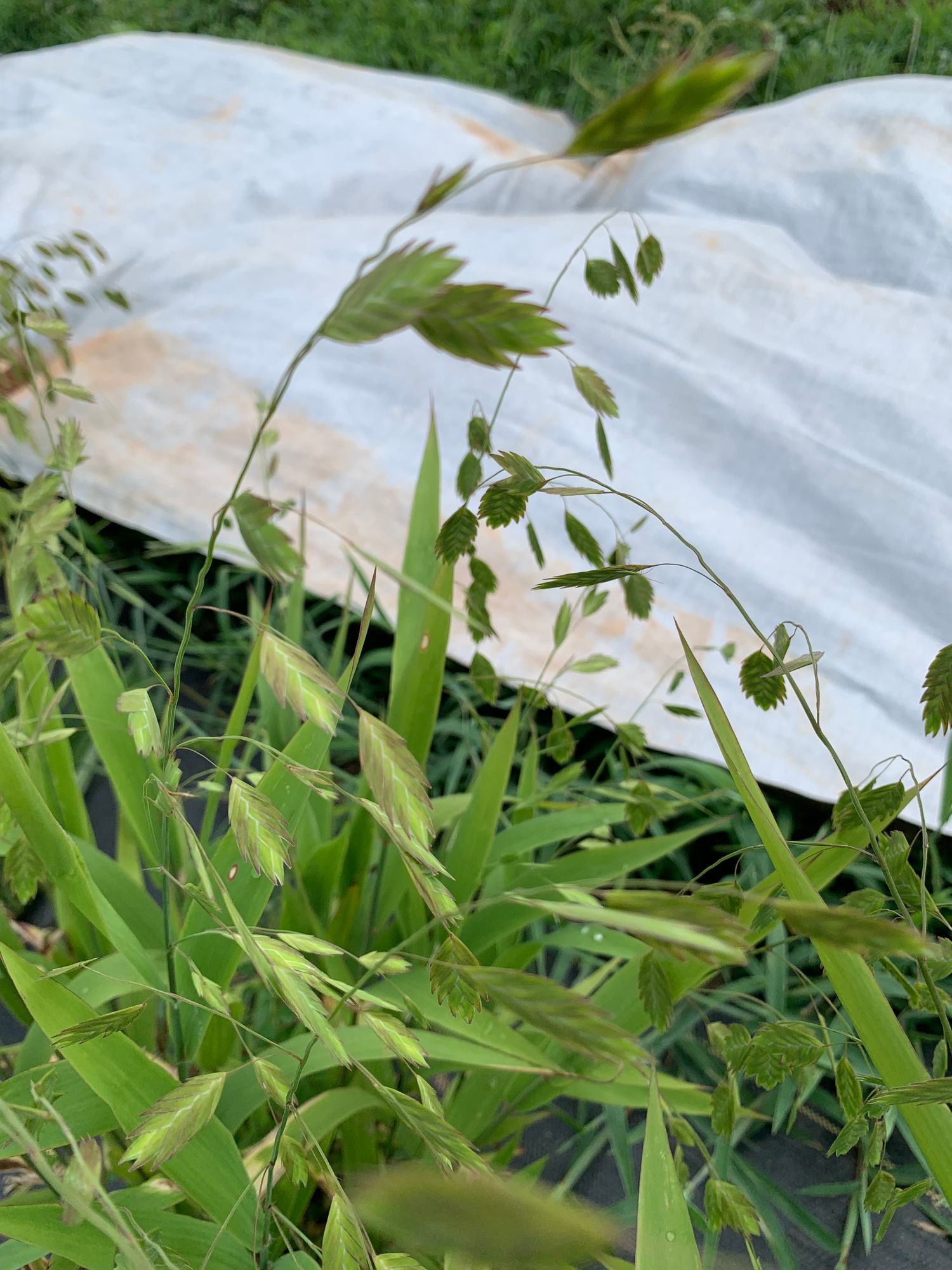 CHASMANTHIUM latifolium