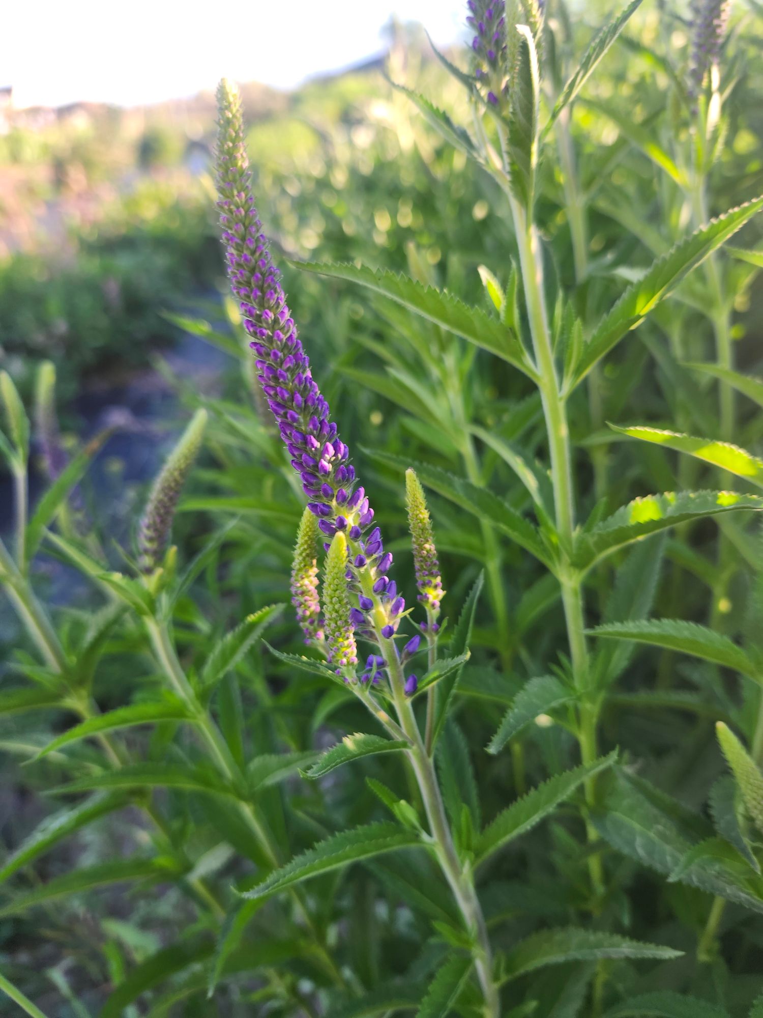 VERONICA longifolia Blue Skywalker