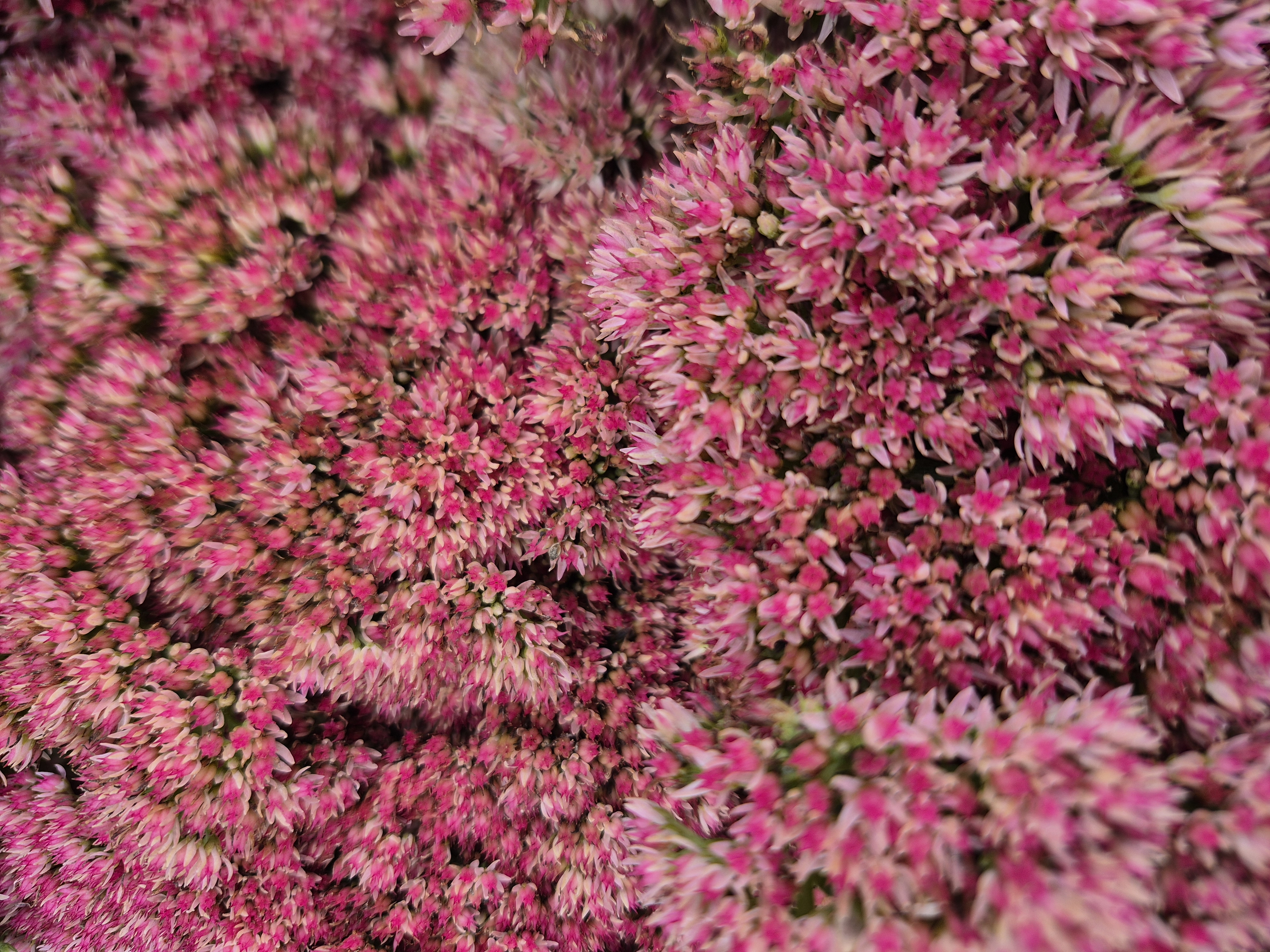 HYLOTELEPHIUM spectabile Autumn Fire