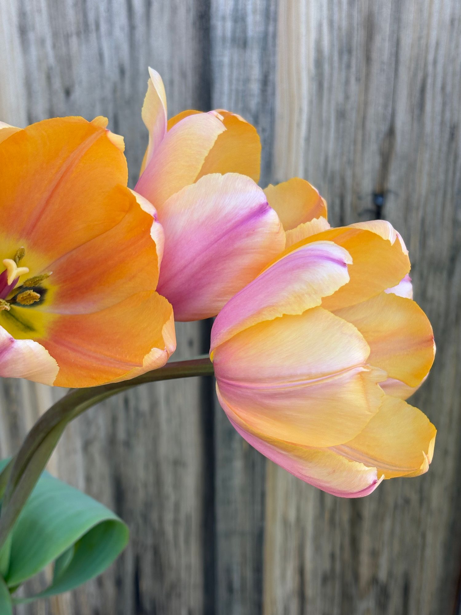 TULIPA Blushing Impression