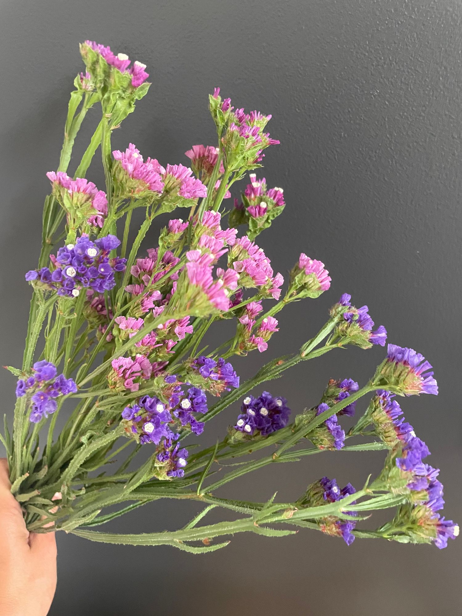 LIMONIUM gmelinii