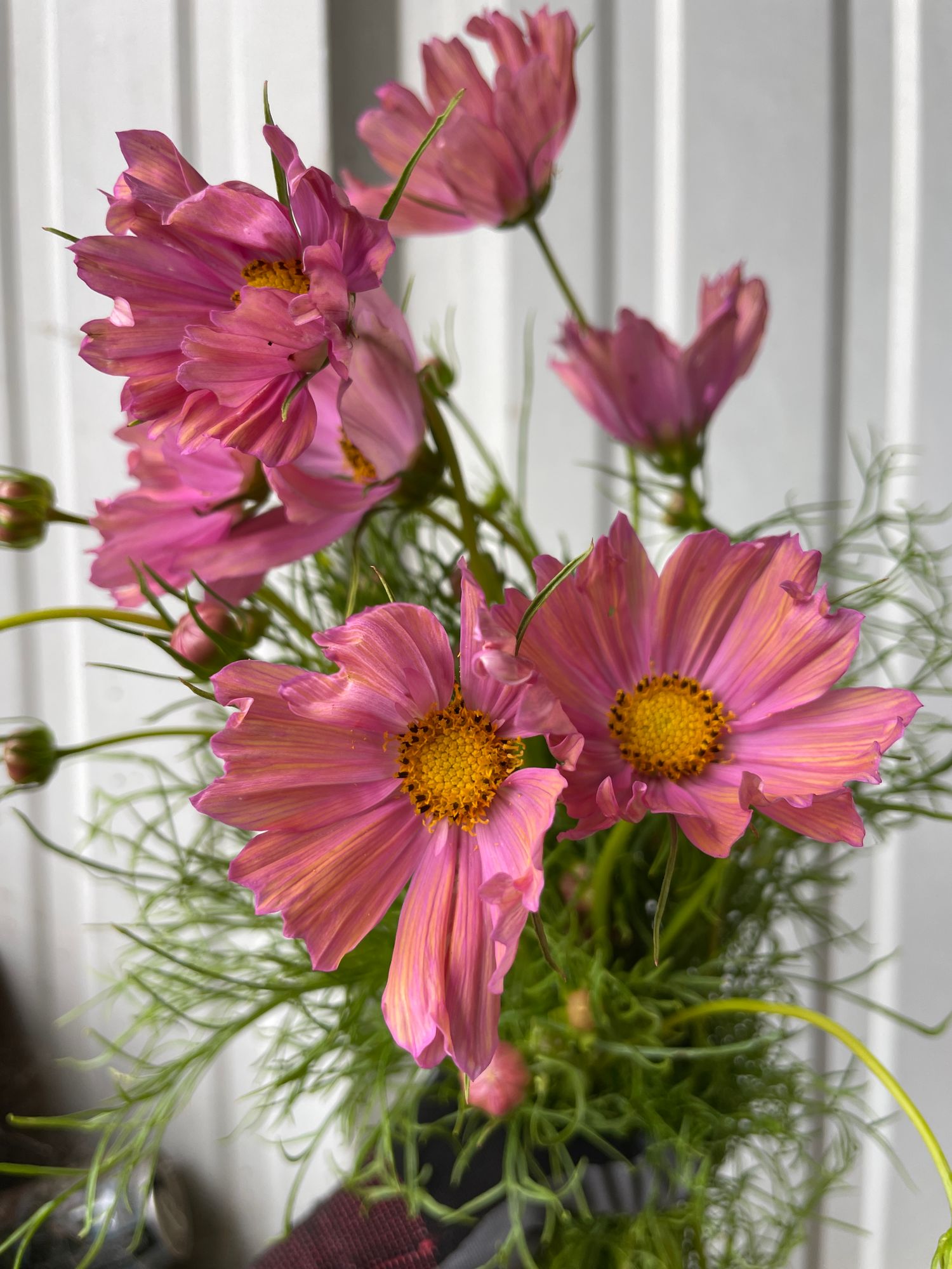 COSMOS bipinnatus Apricotta