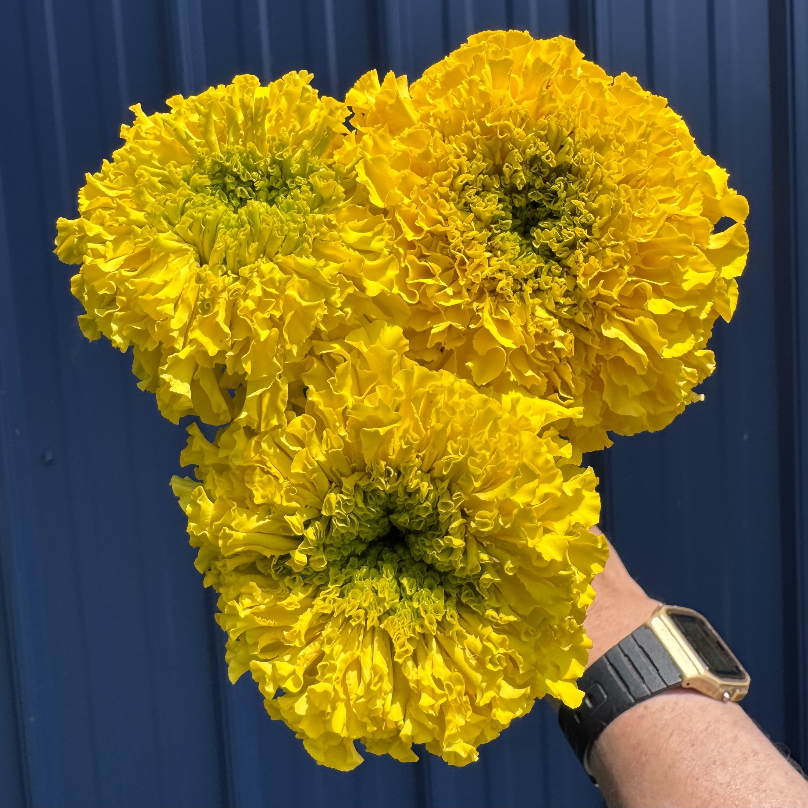 TAGETES erecta Giant Yellow