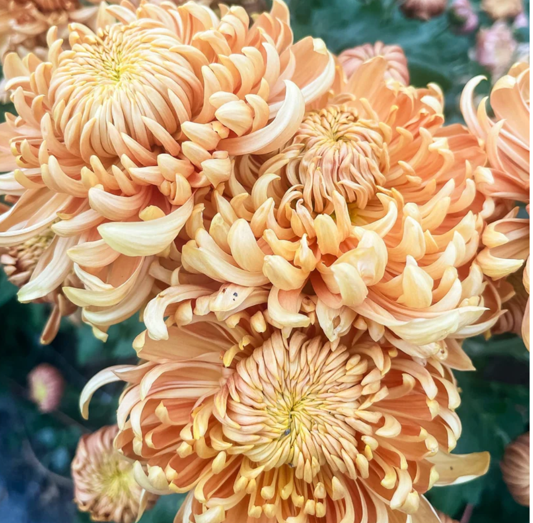 CHRYSANTHEMUM x Apricot Alexis