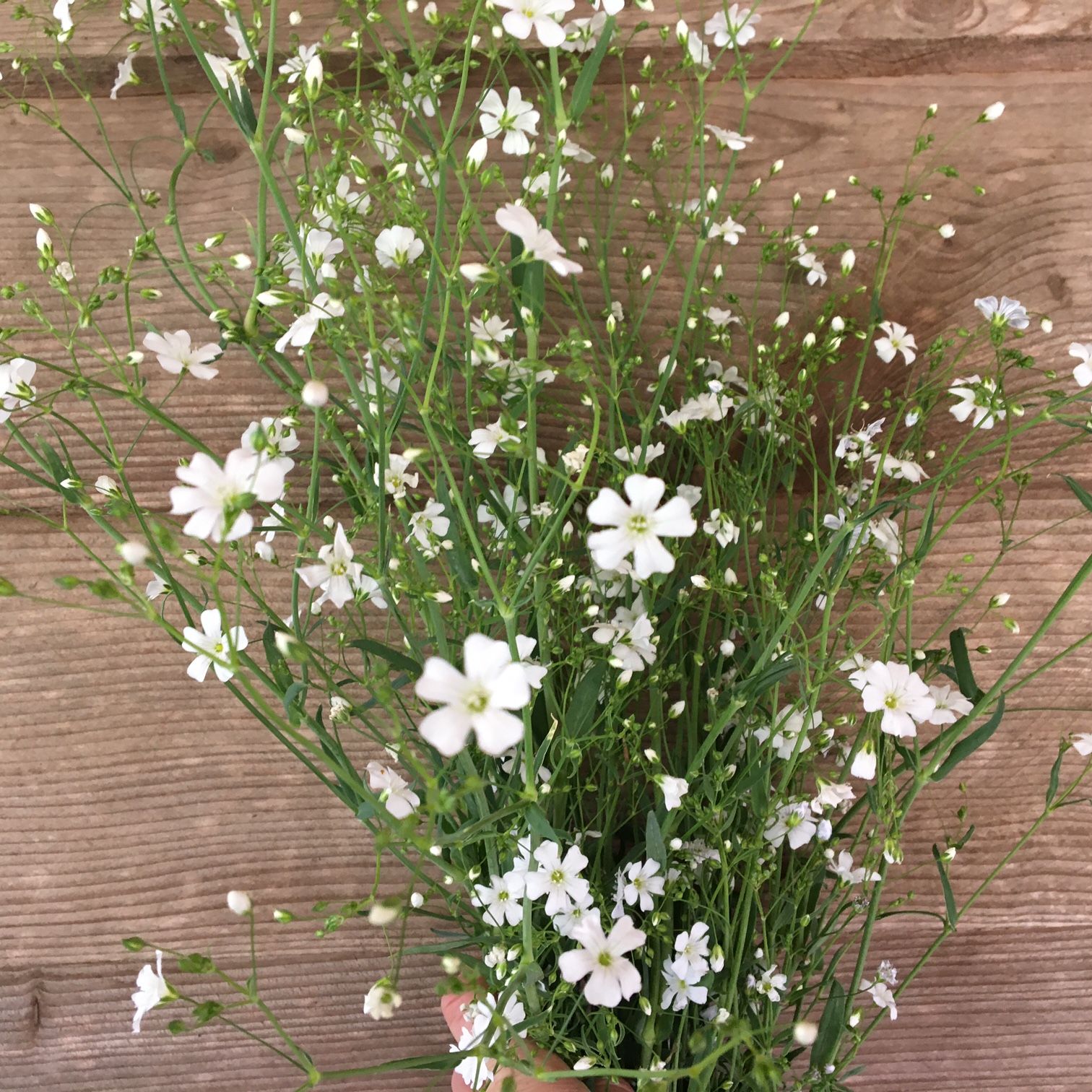 GYPSOPHILA elegans Covent Garden Market