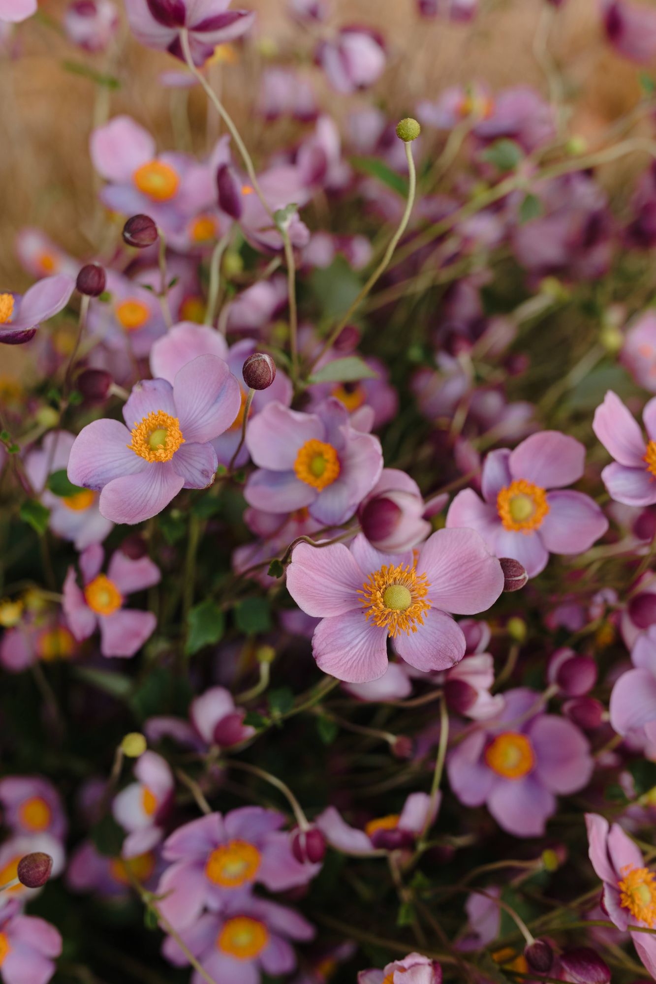 ANEMONE x tomentosa Robustissima