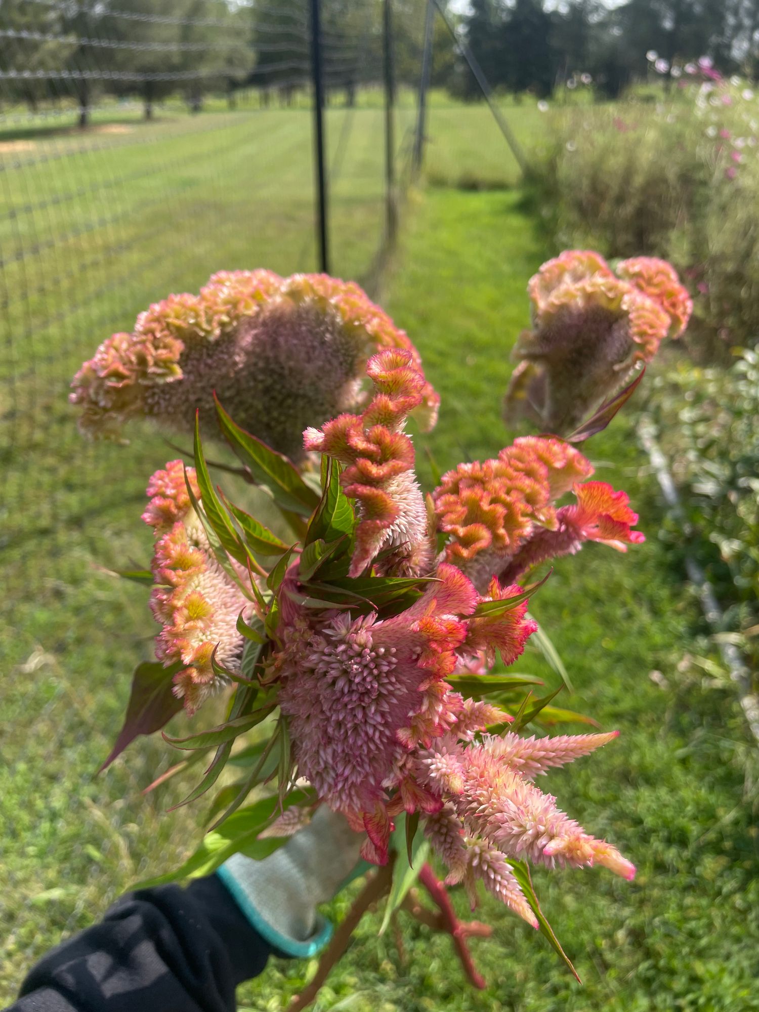 CELOSIA
