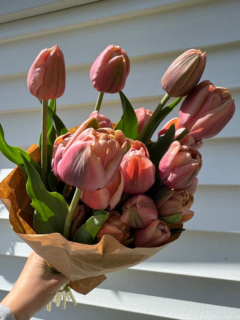 TULIPA La Belle Epoque