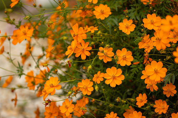 COSMOS bipinnatus Sulphur