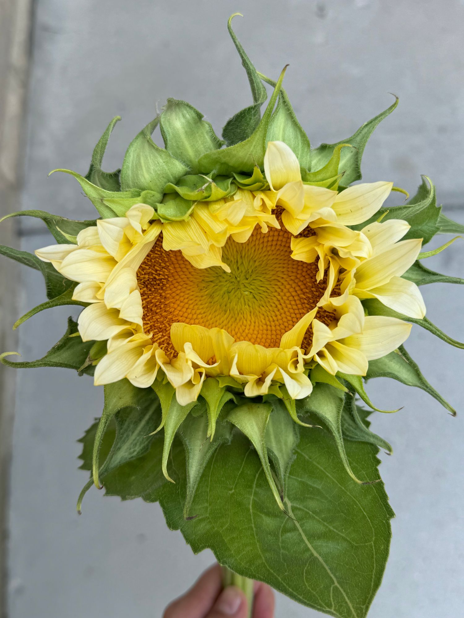 HELIANTHUS annuus ProCut White Lite