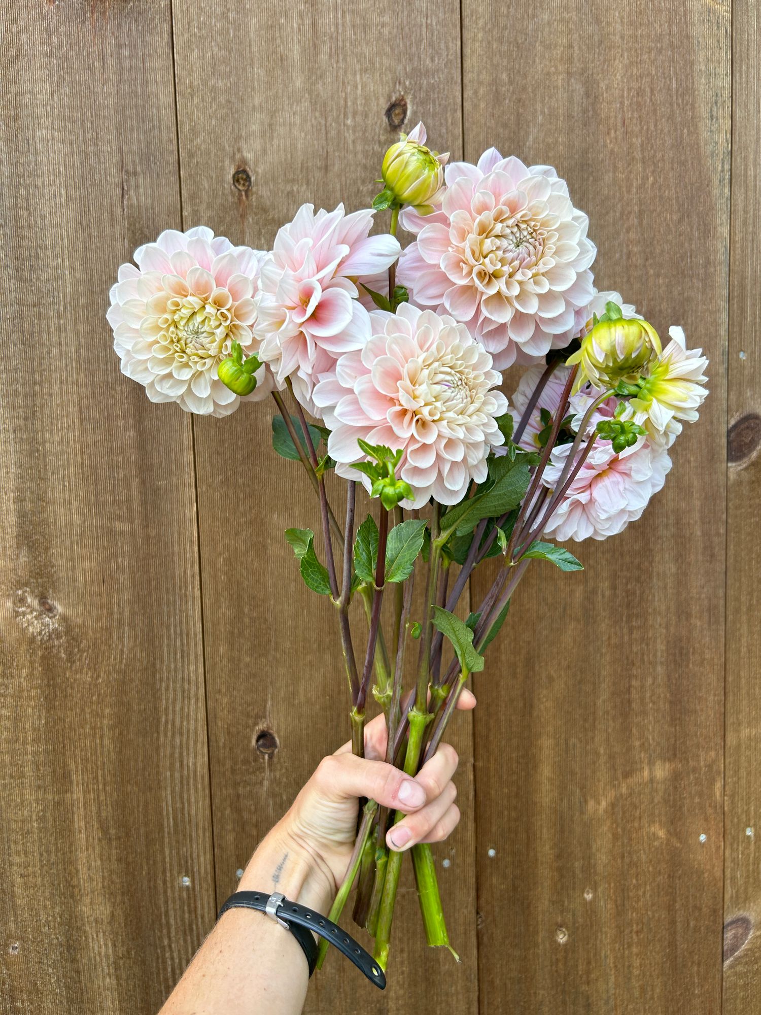 DAHLIA Sweet Nathalie