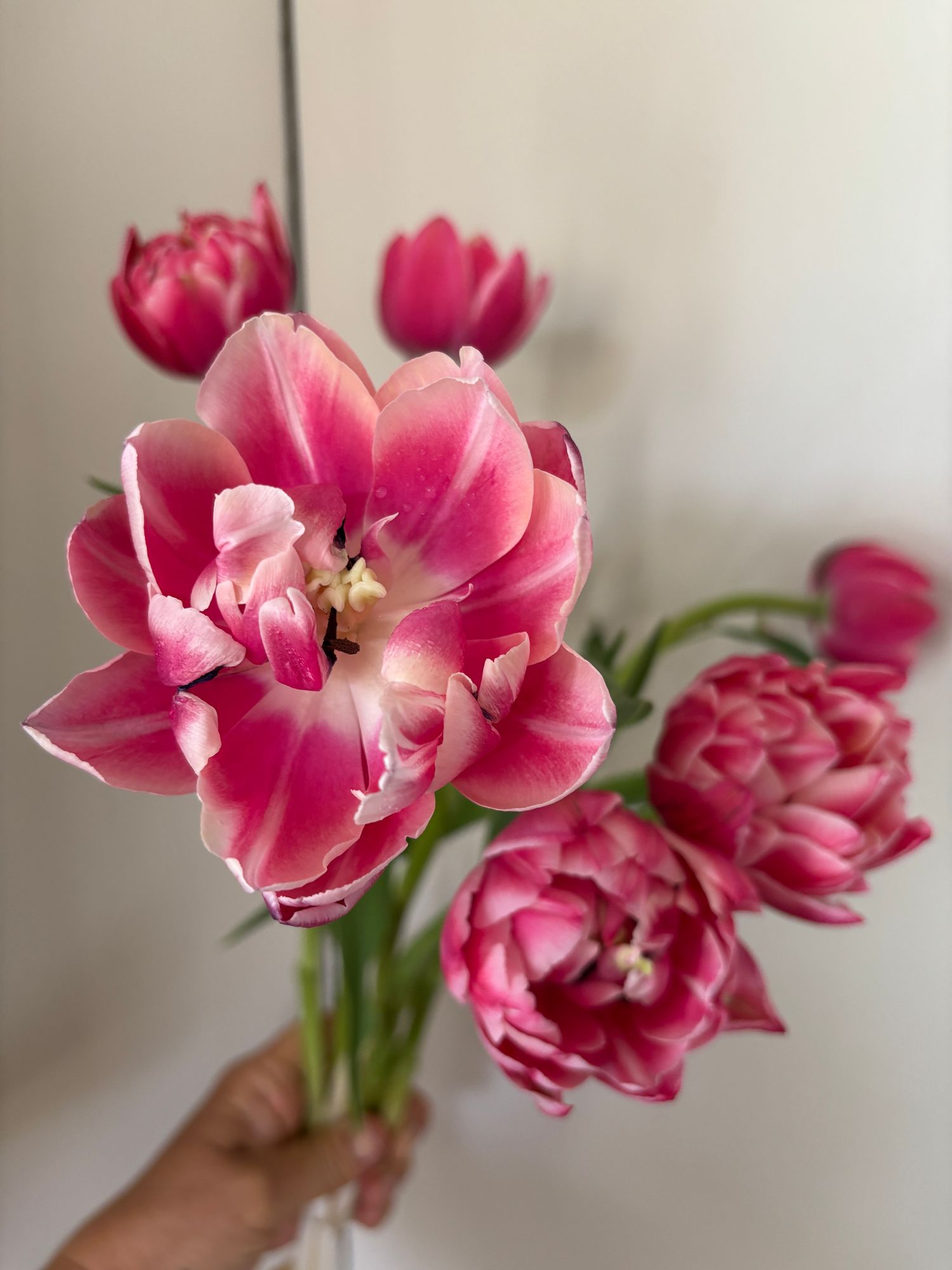 TULIPA Columbus
