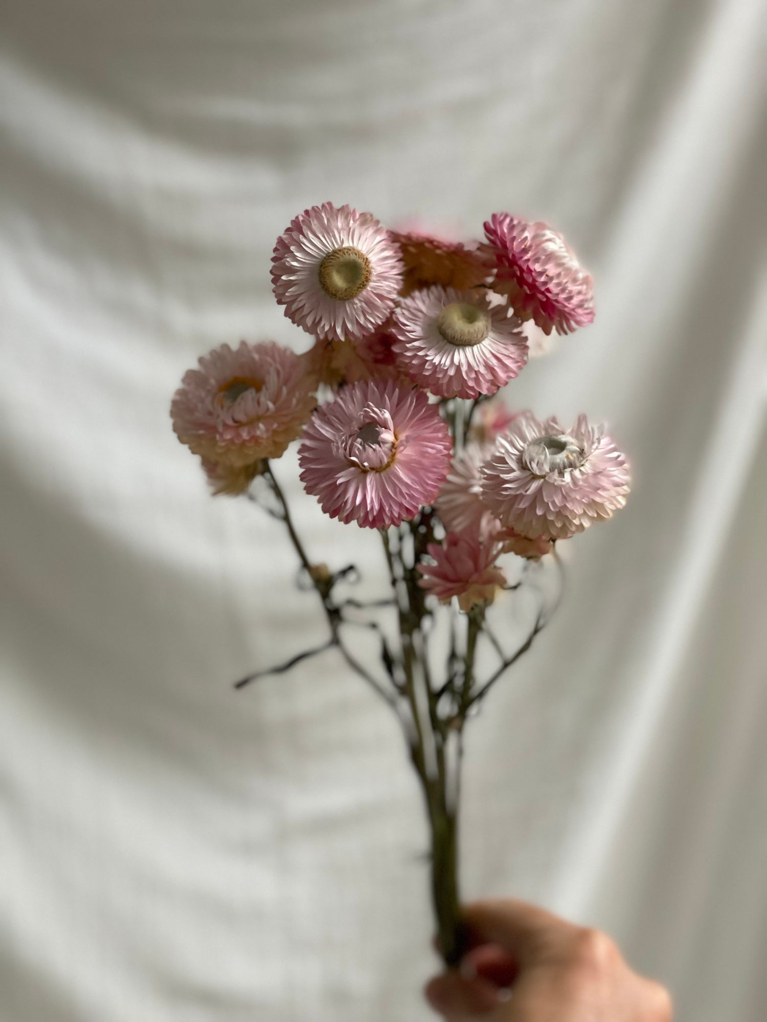 XEROCHRYSUM bracteatum Silvery Rose