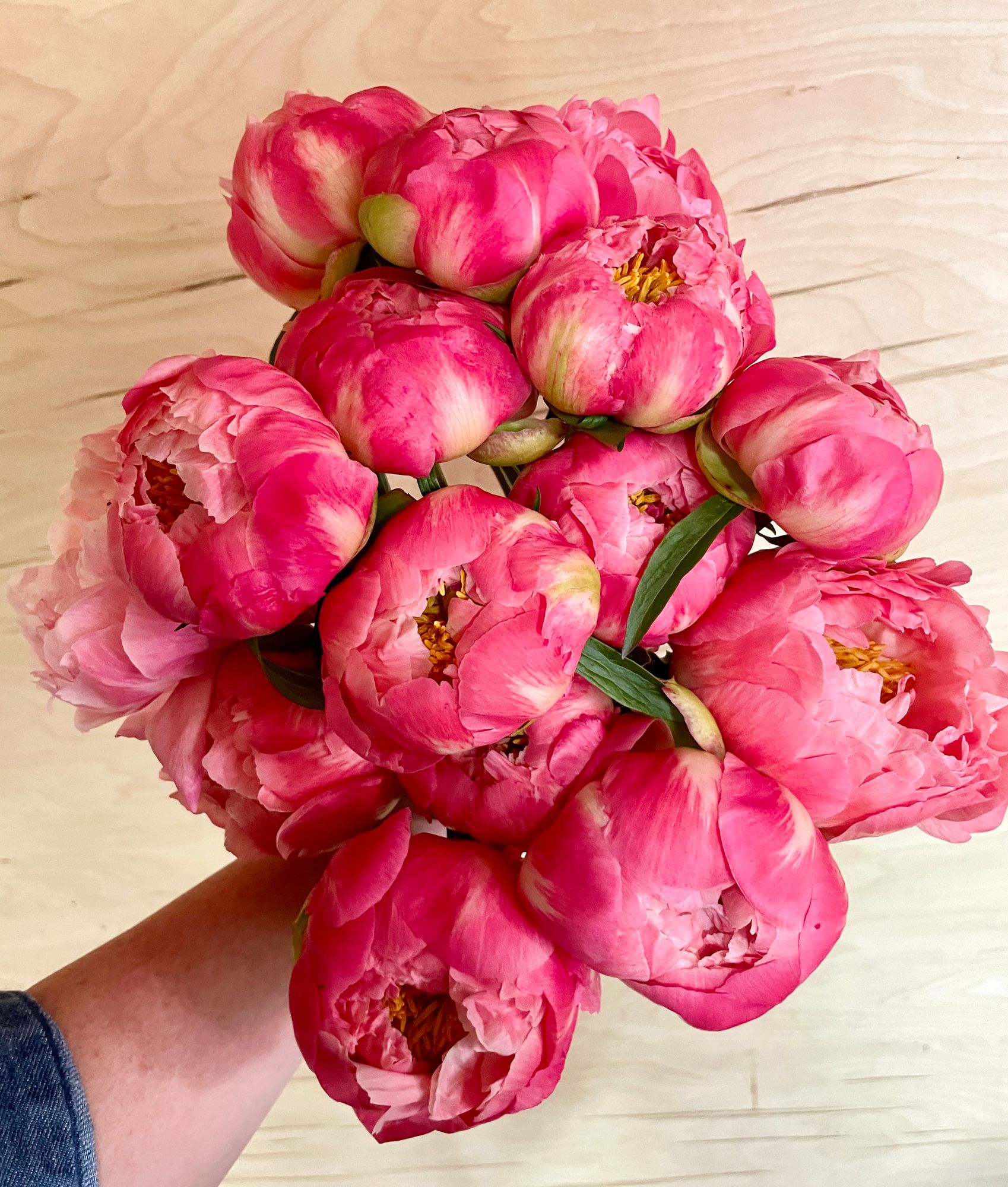 PAEONIA lactiflora Coral Charm