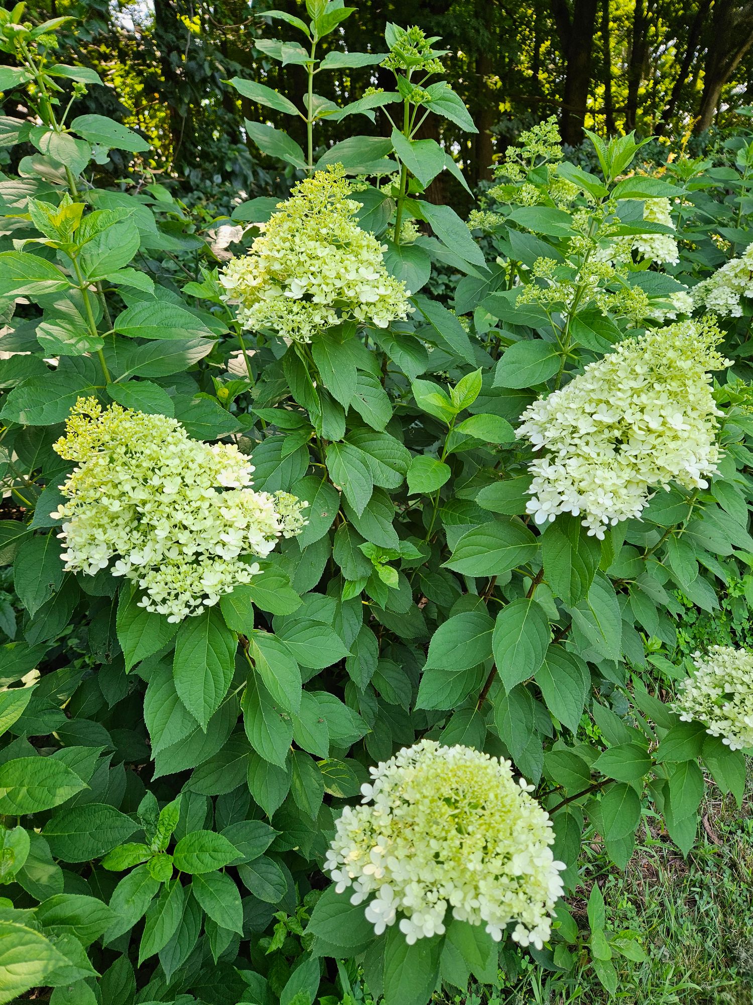 HYDRANGEA paniculata Limelight