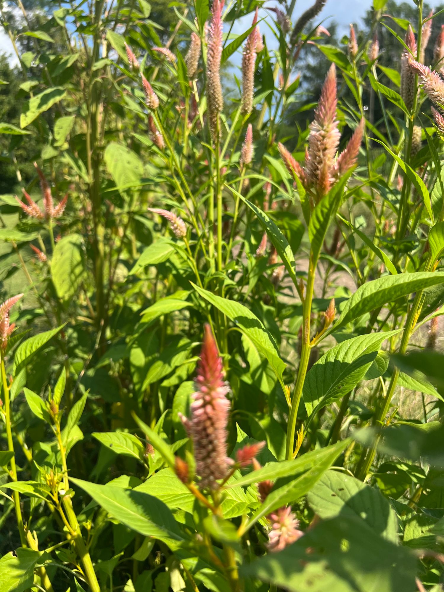 CELOSIA argentea spicata