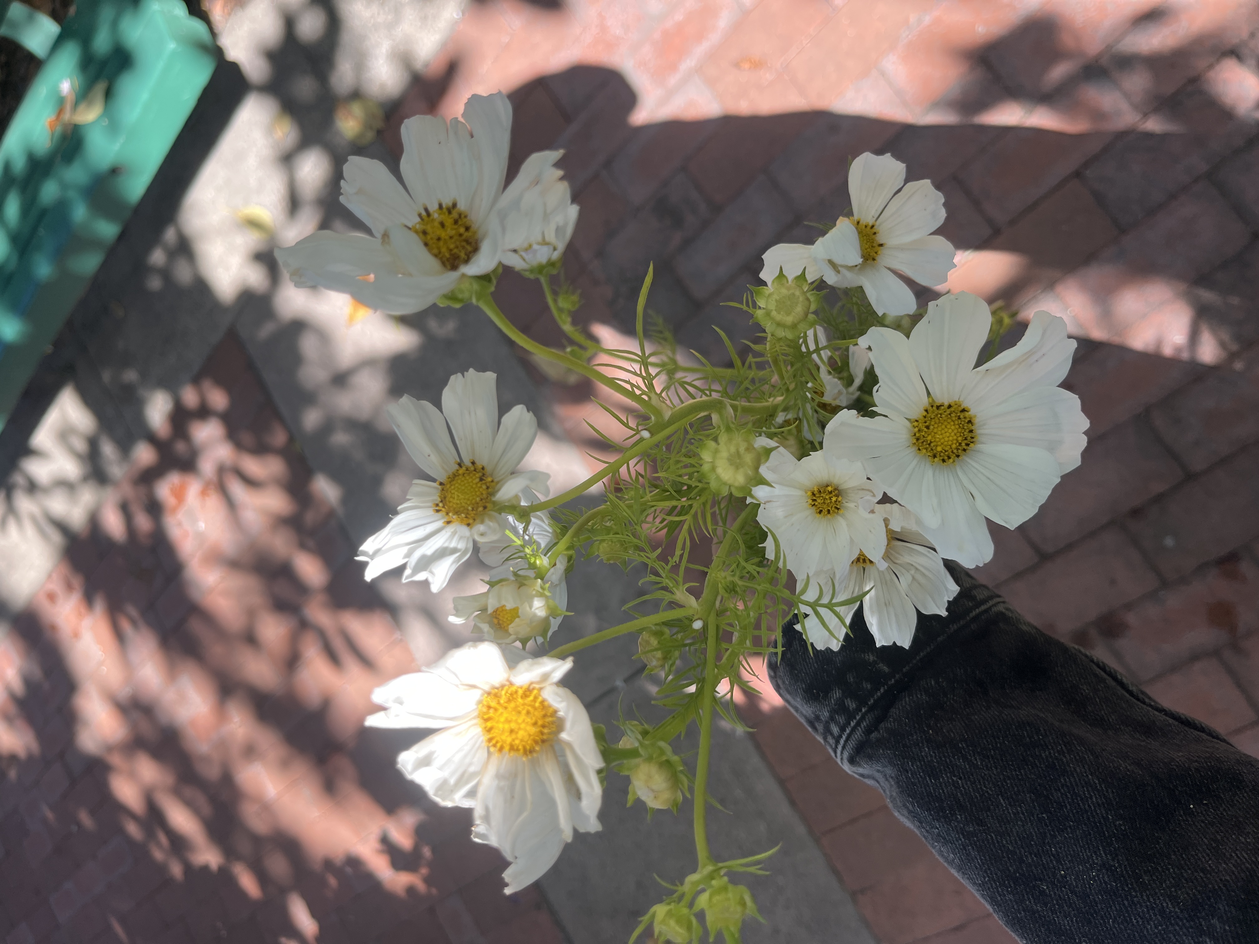 COSMOS bipinnatus Afternoon White