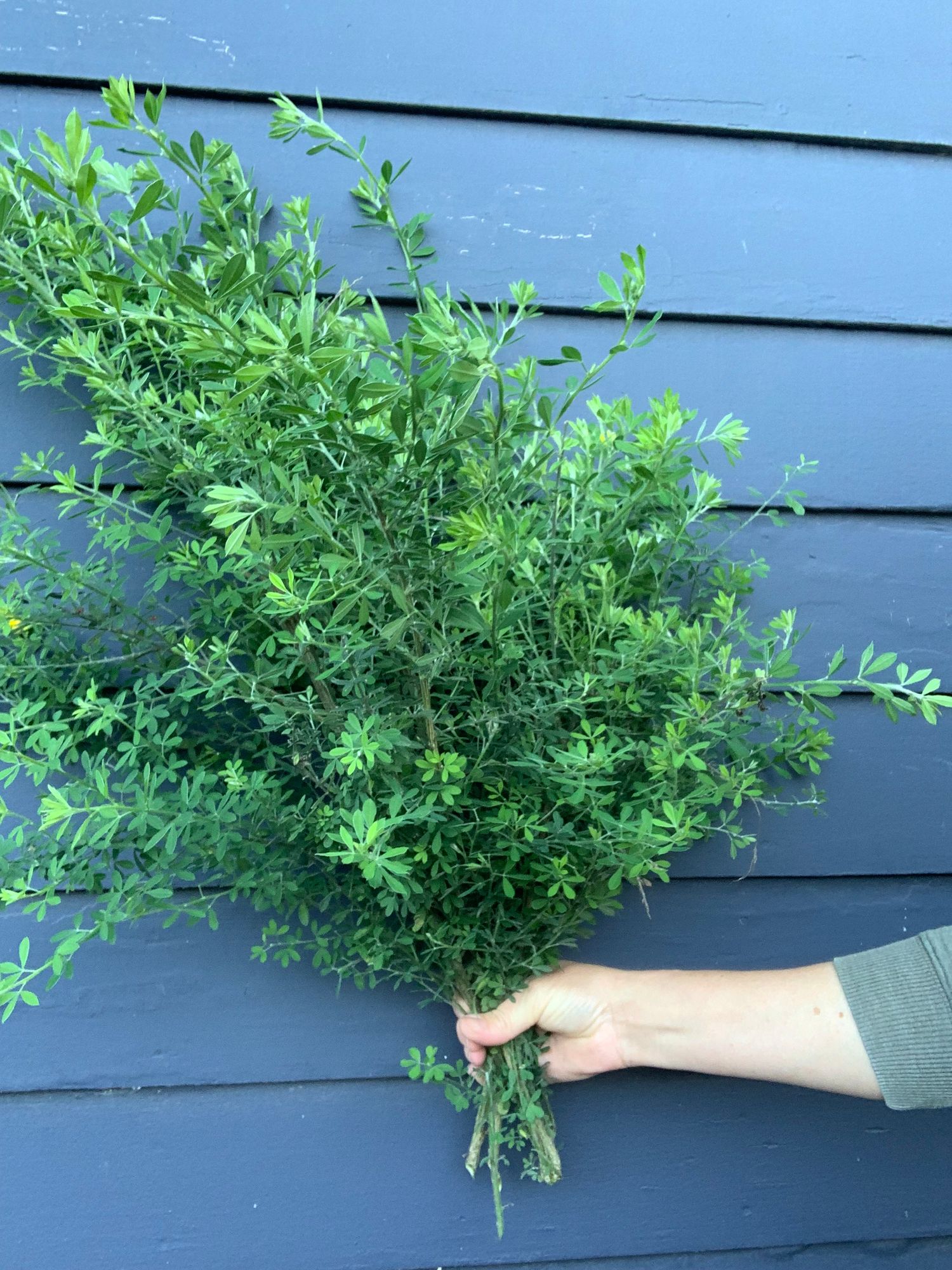 CYTISUS scoparius