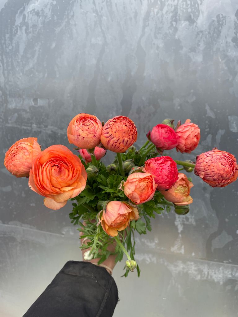 RANUNCULUS Champagne