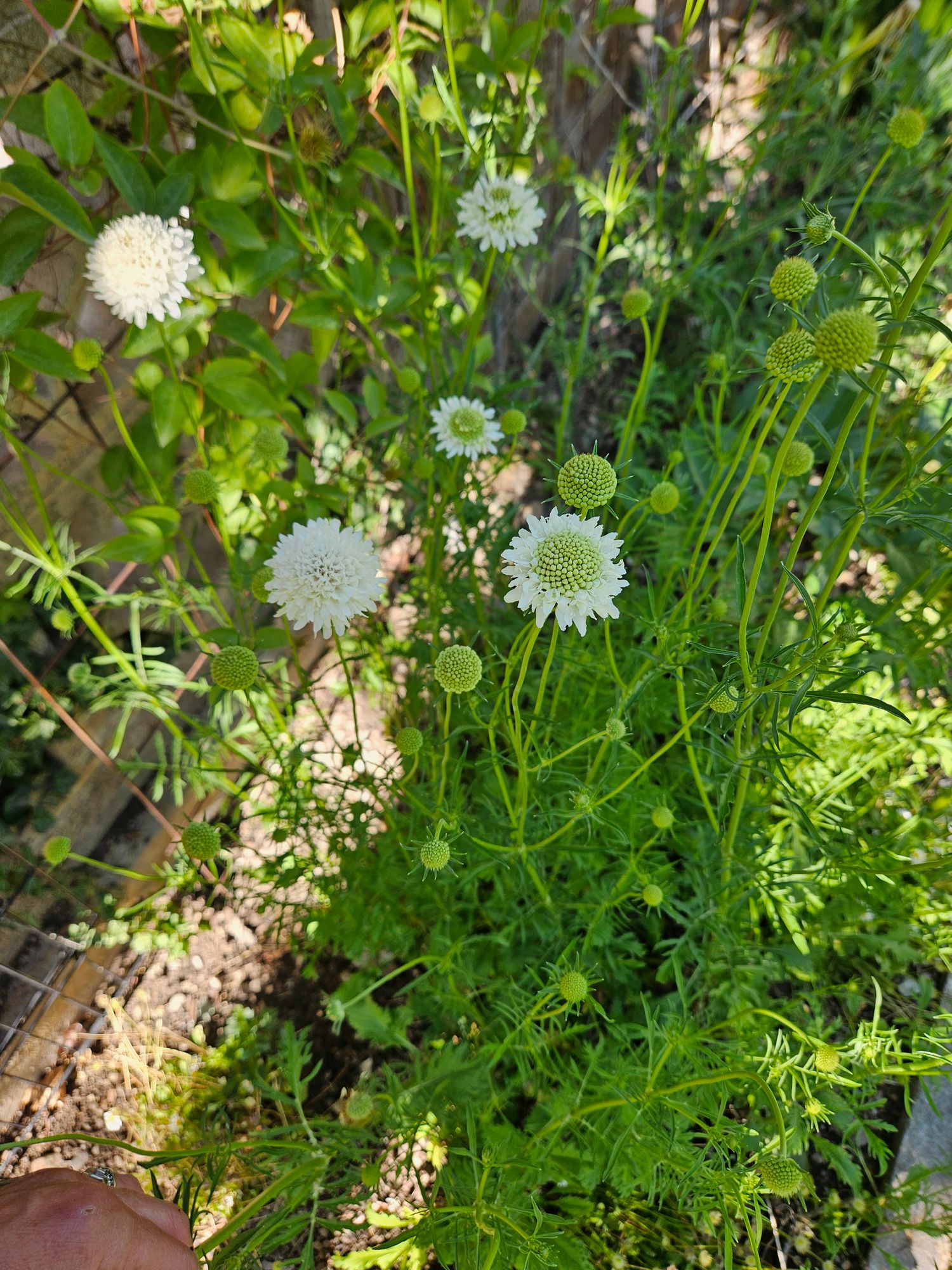 SCABIOSA atropurpurea Snowmaiden