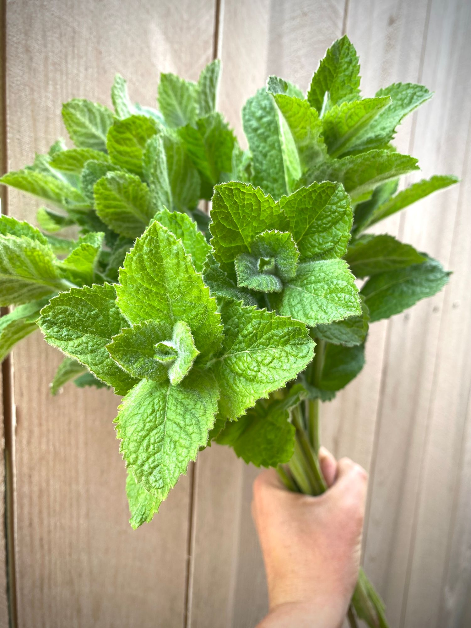 MENTHA suaveolens