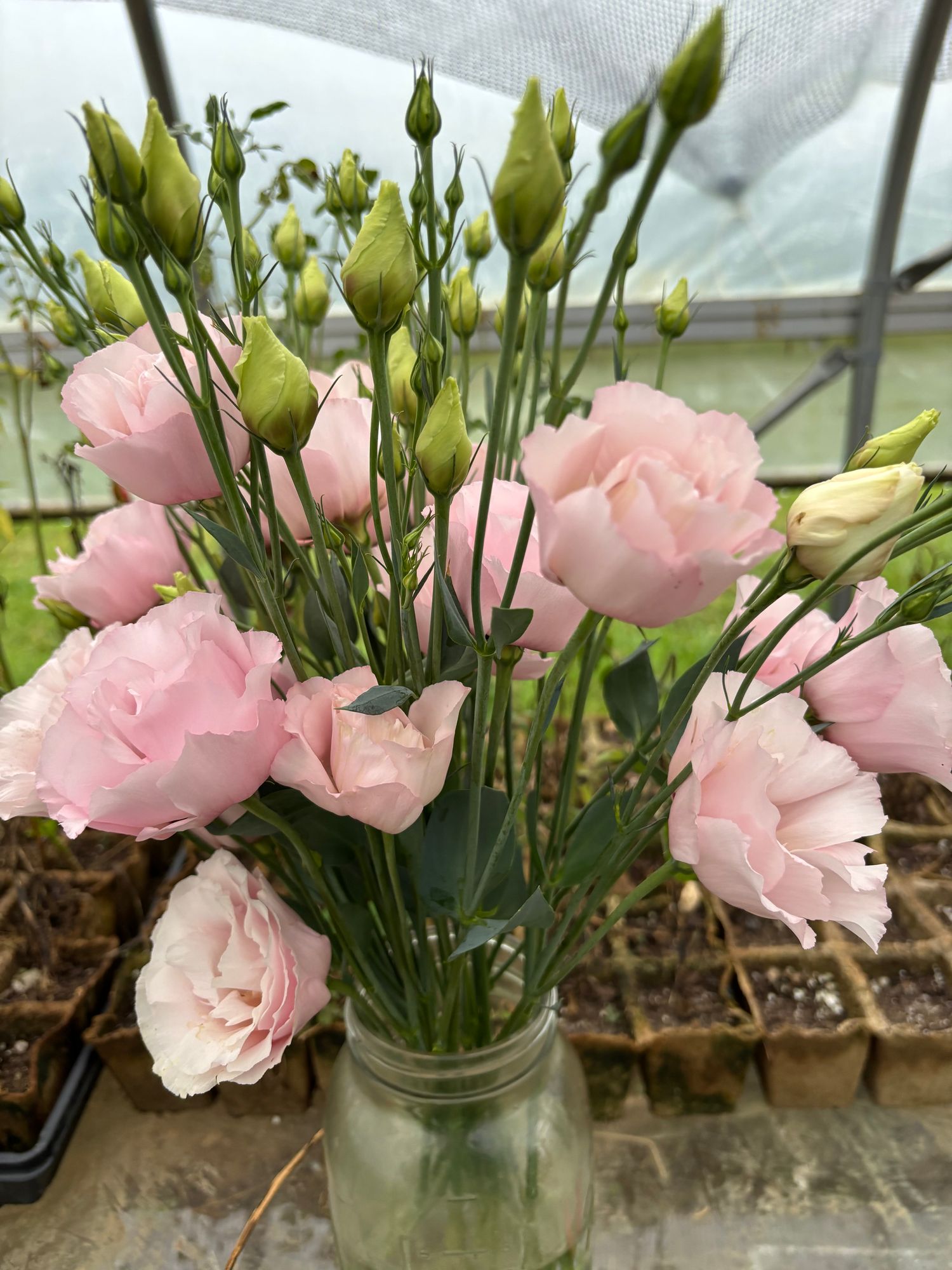 EUSTOMA grandiflorum Corelli 2