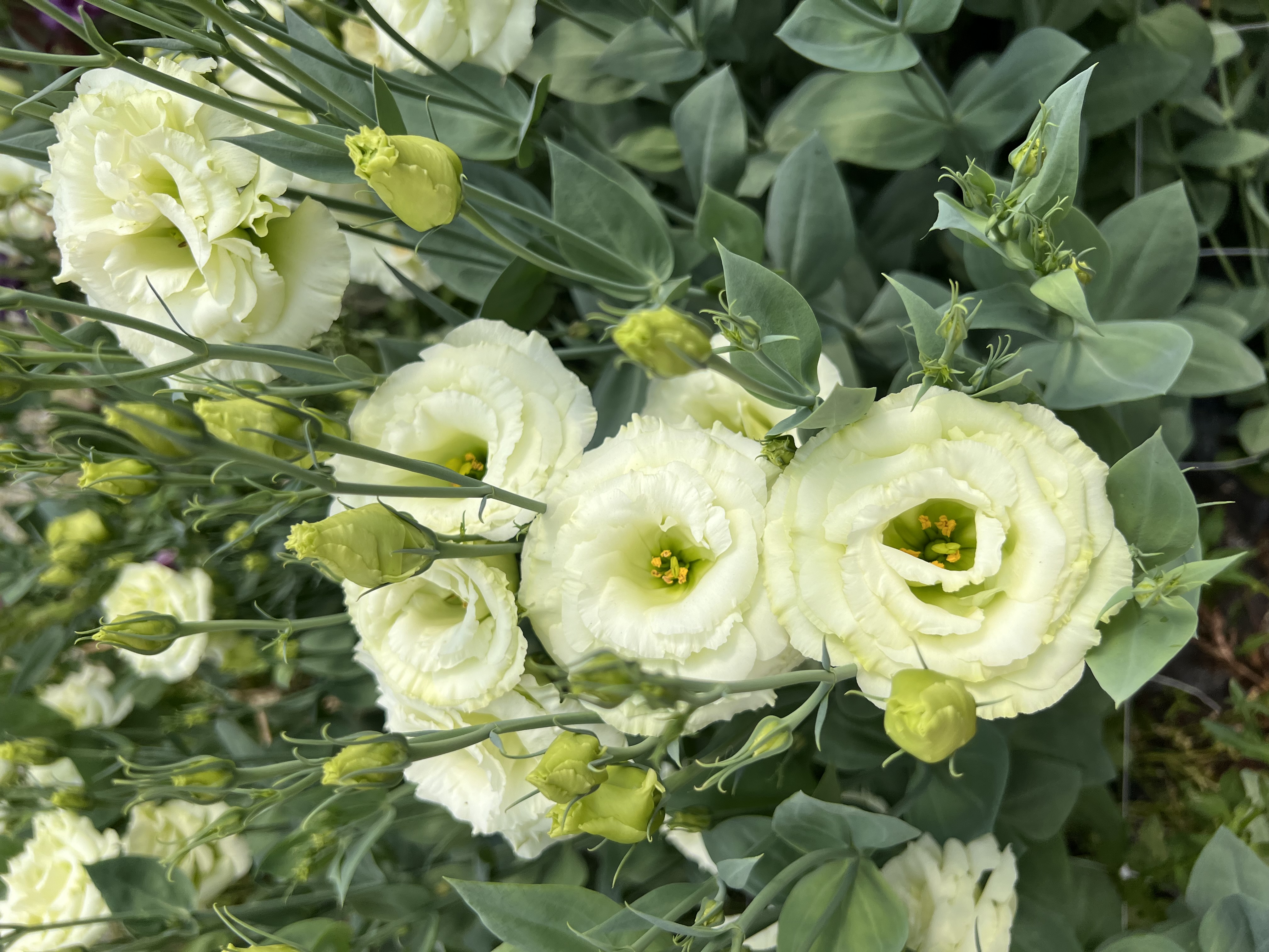 EUSTOMA grandiflorum Arena