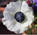 ANEMONE coronaria Galilee