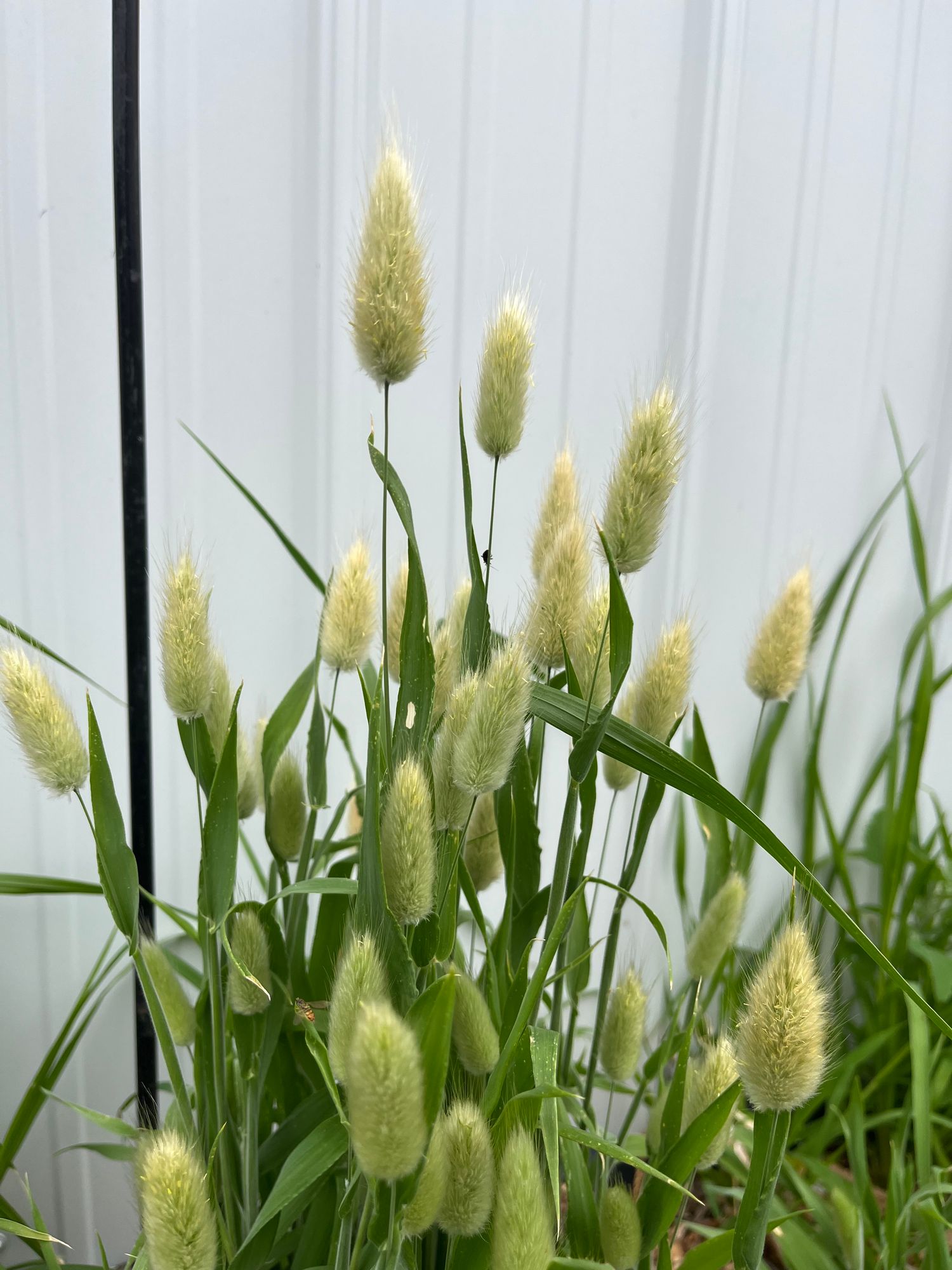 ORNAMENTAL GRASS