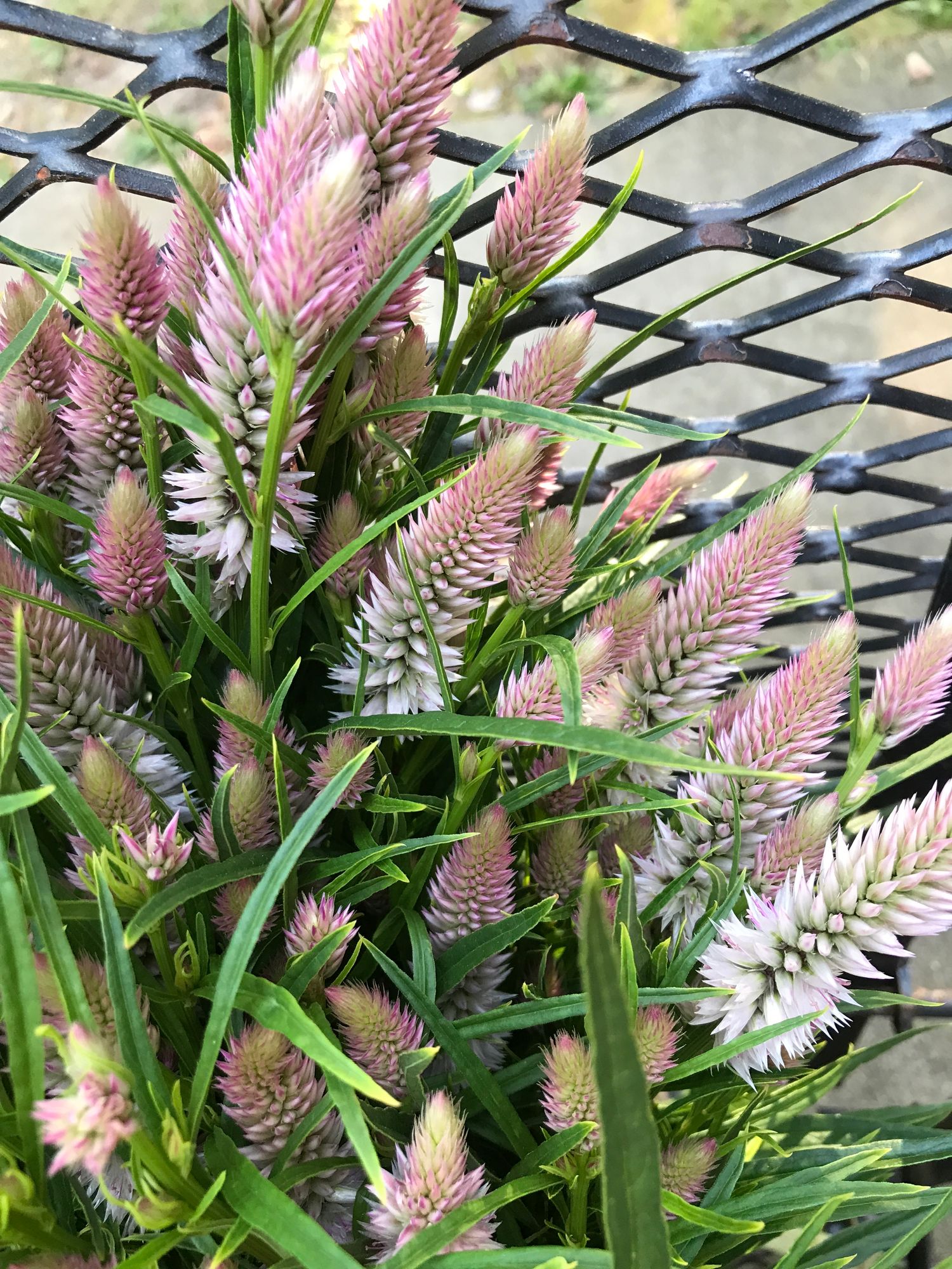 CELOSIA argentea spicata Flamingo Feather