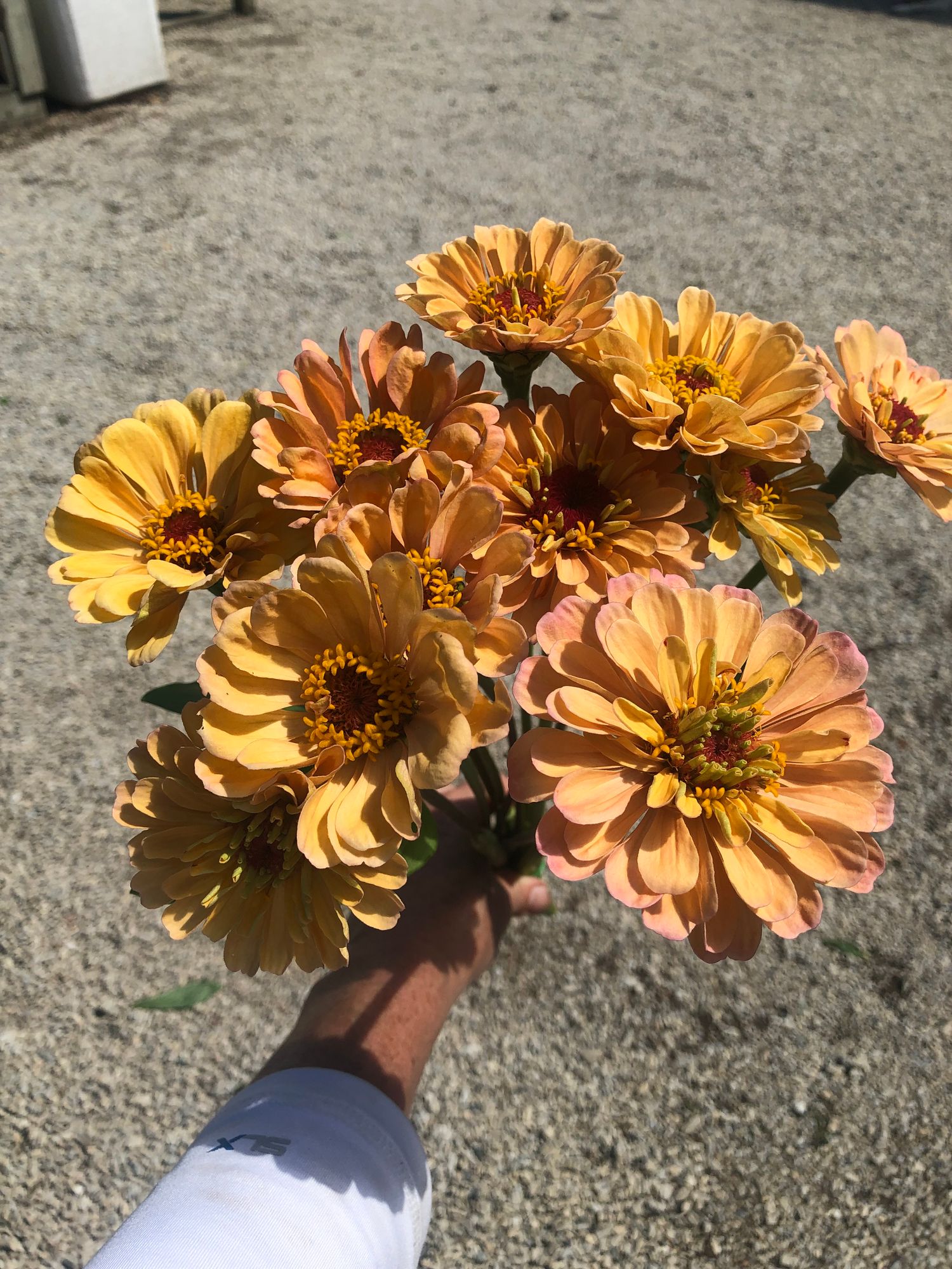 ZINNIA elegans Golden Hour