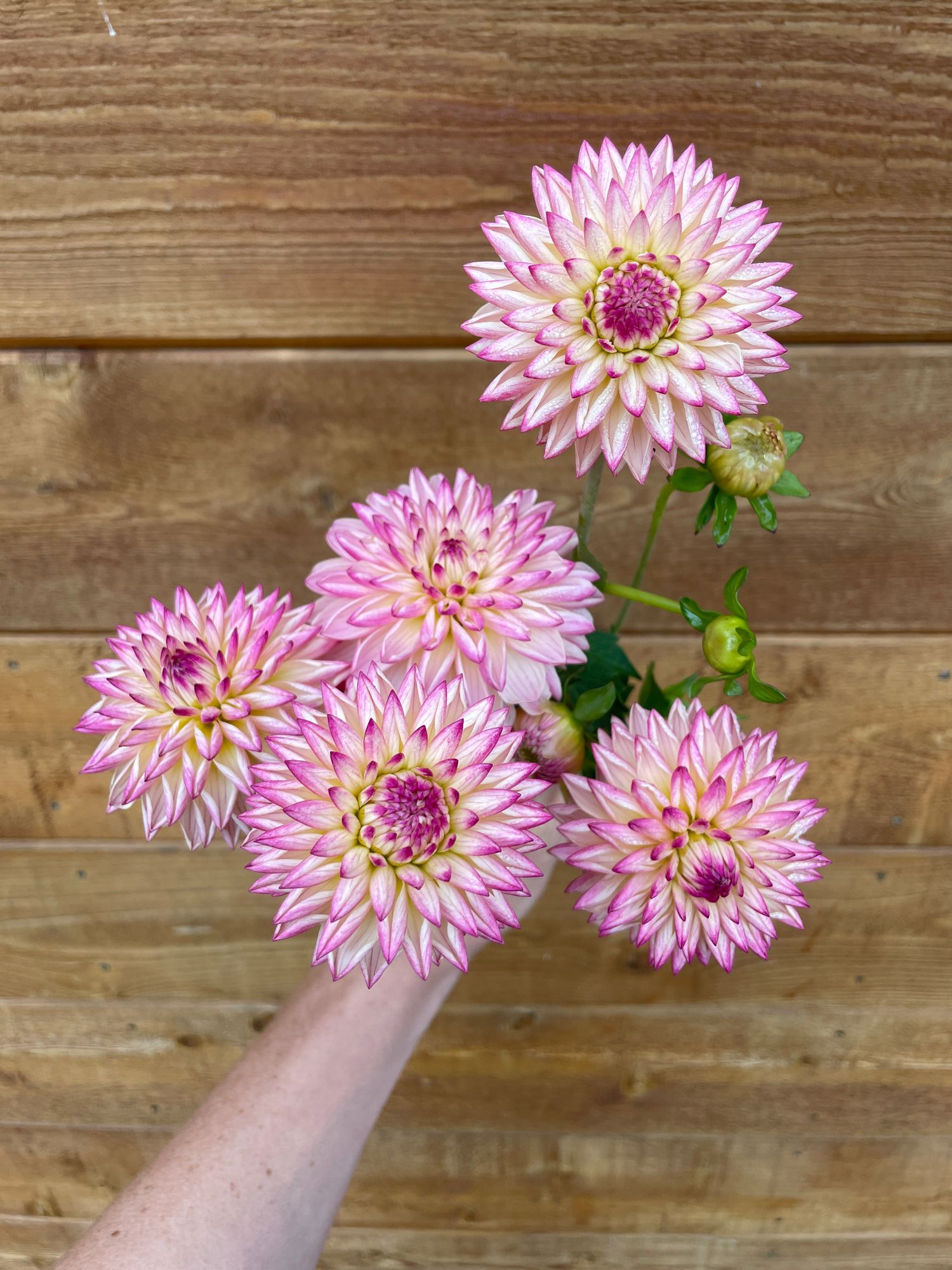 DAHLIA Valley Porcupine