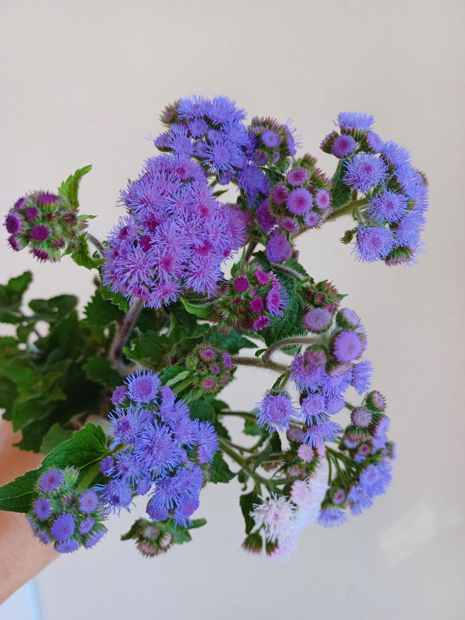 AGERATUM houstonianum Timeless Mix