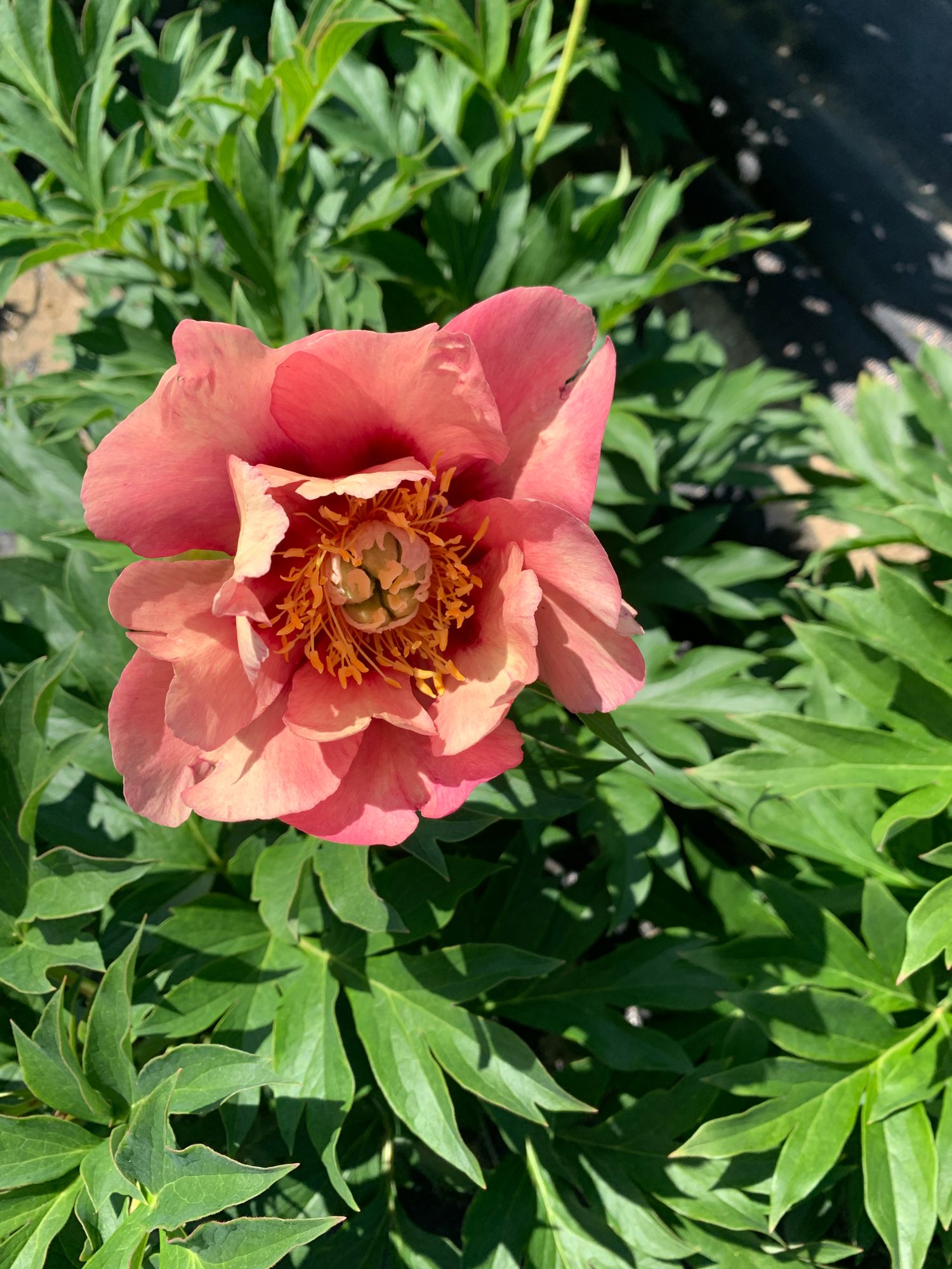 PAEONIA Intersectional Itoh