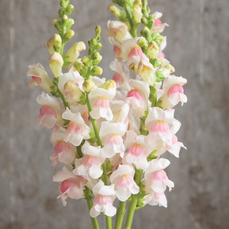 ANTIRRHINUM majus Potomac Appleblossom